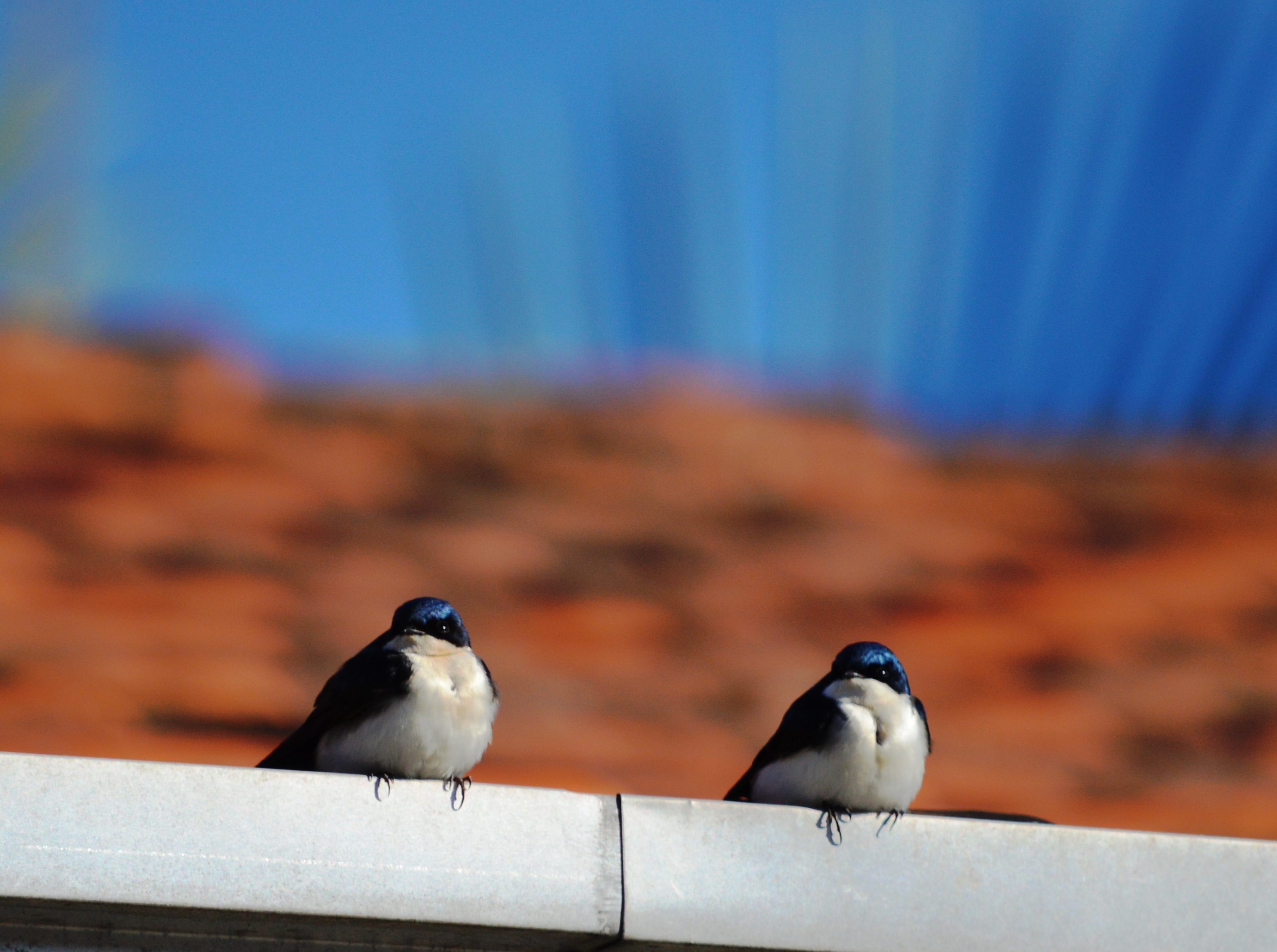 Birds Swallow Bird Animals 2762x2059