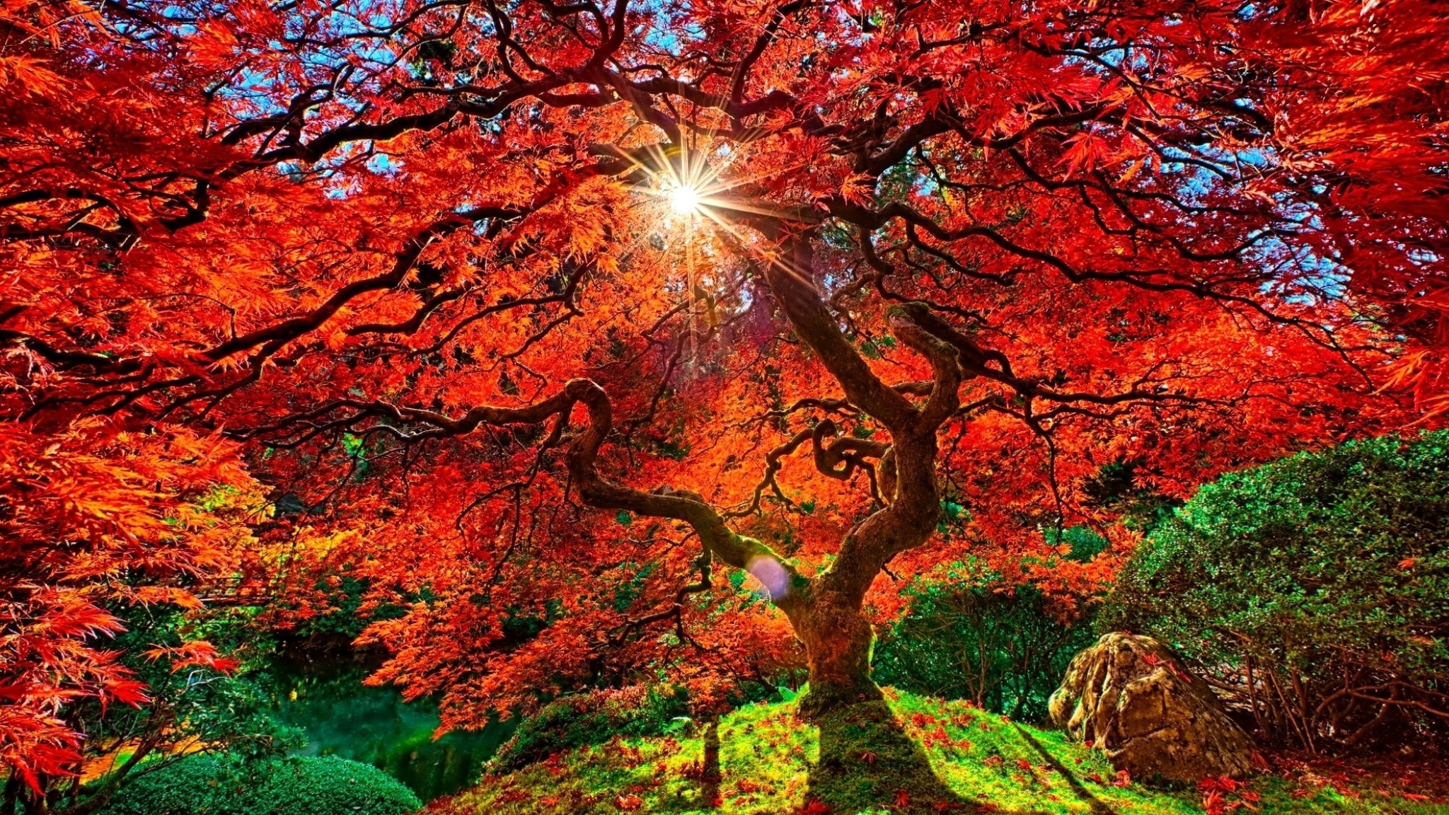 Tree Fall Sunbeam Japanese Garden Earth Garden Foliage Orange Color Sunshine Sun 2048x1152