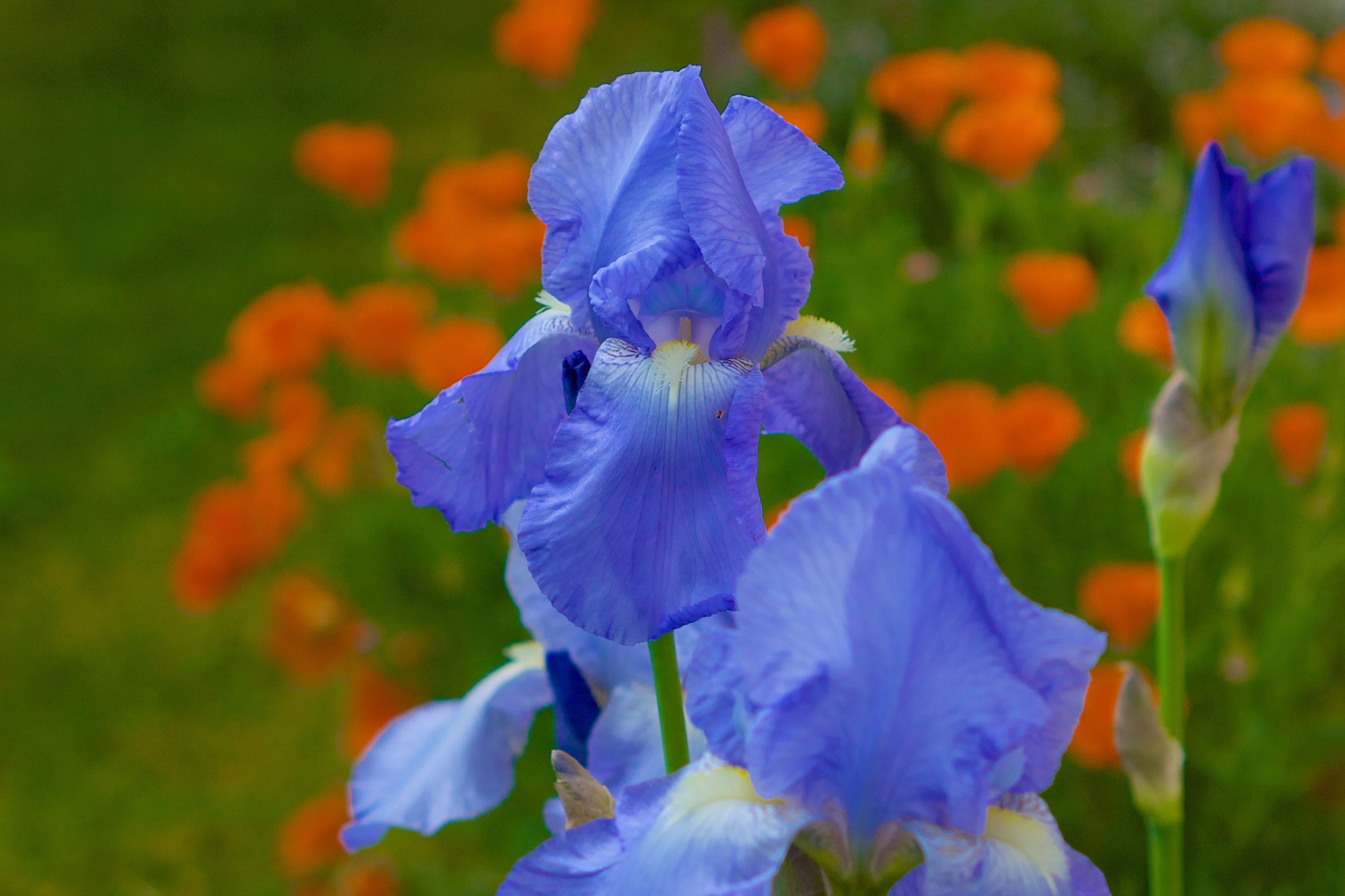 Iris Flower Nature Blue Flower 3264x2175