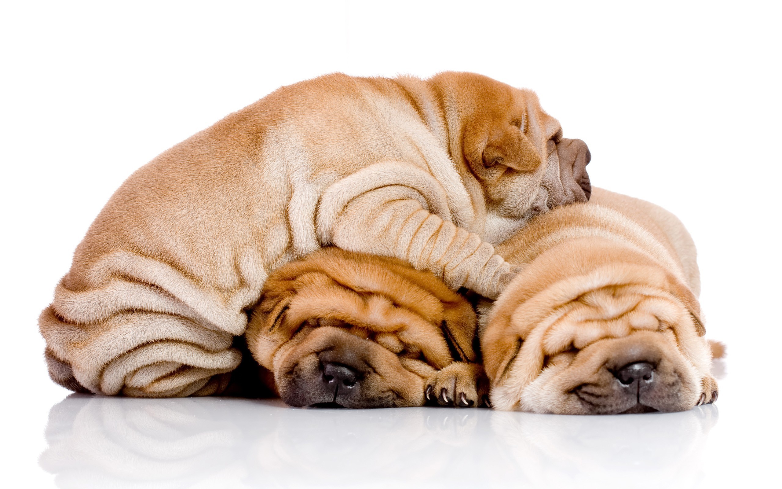 Animal Shar Pei 2560x1600