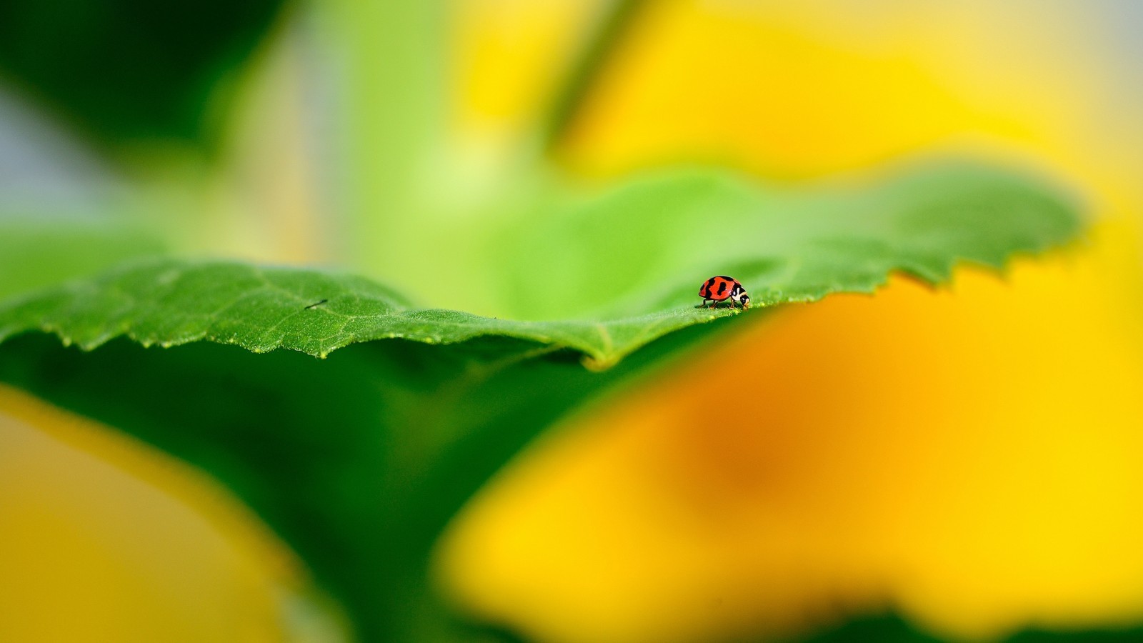 Insect Leaves Plants Green Ladybugs Macro Yellow 1600x900