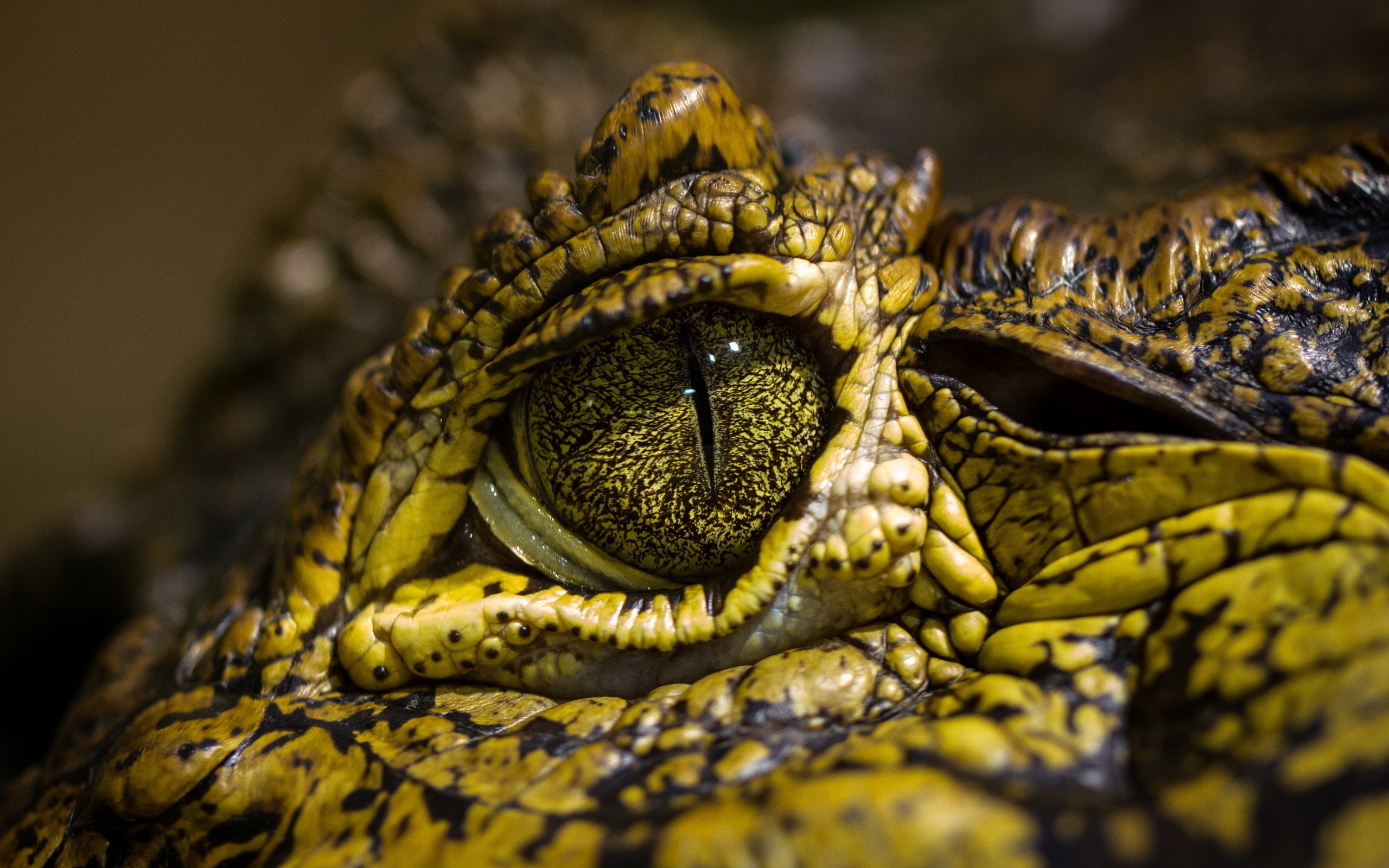 Crocodiles Reptiles Eyes Animals 2560x1600