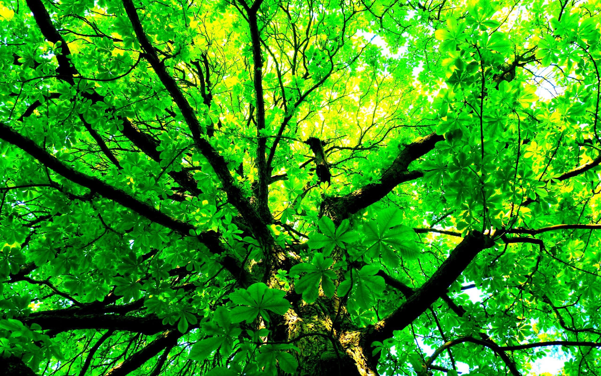 Earth Tree Green Branch Leaf Canopy 2560x1600