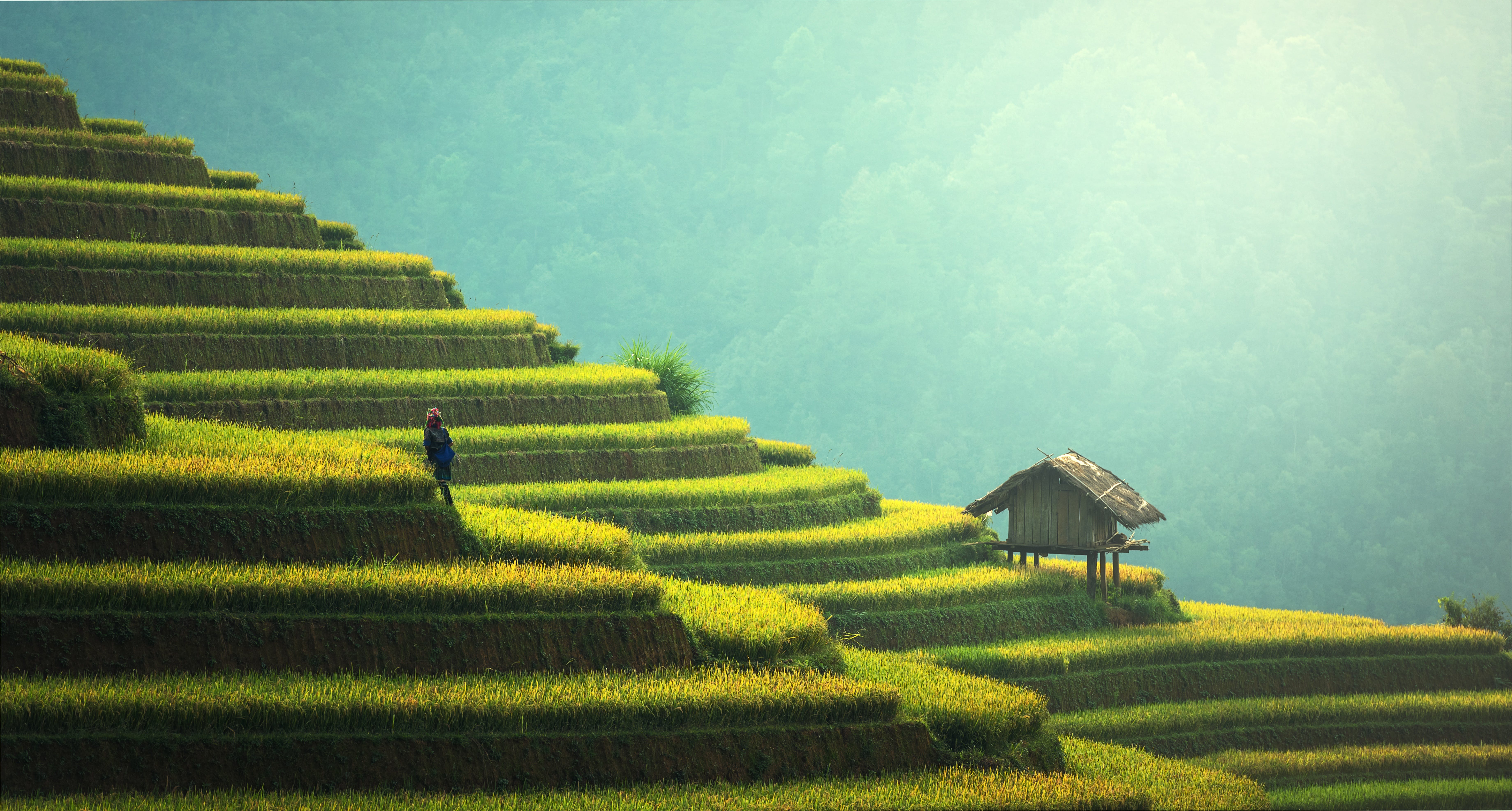 Nature Landscape Rice Fields Peasants 7360x3949