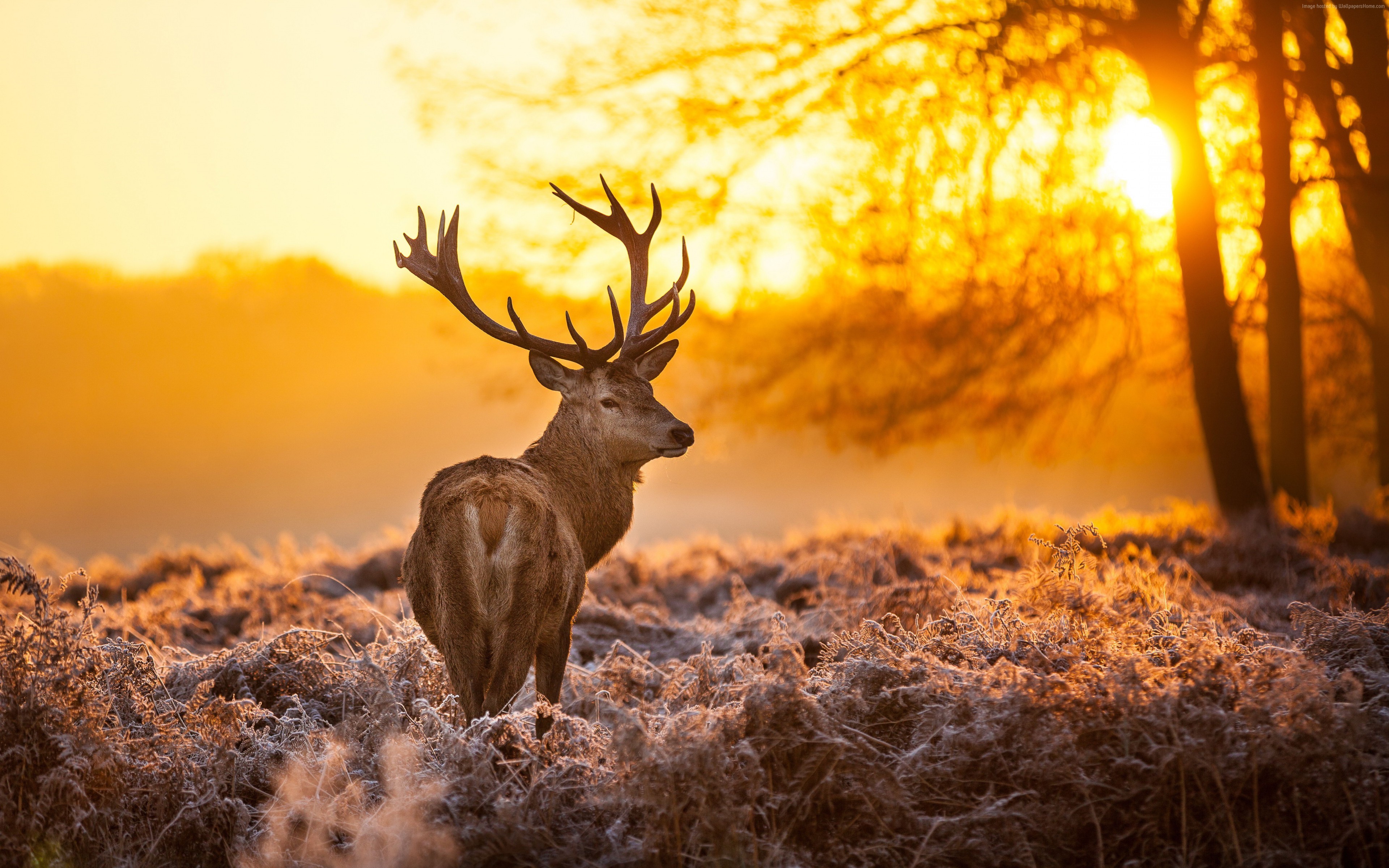 Deer Animals Nature Landscape Sunlight Mammals Orange Frost Stags 3840x2400