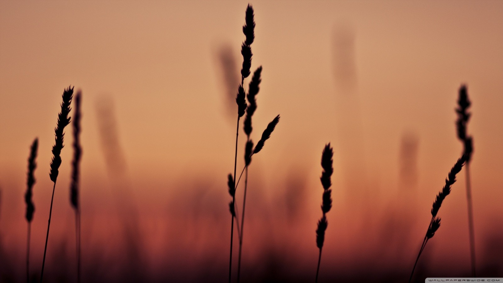 Nature Spikelets Silhouette 1600x900