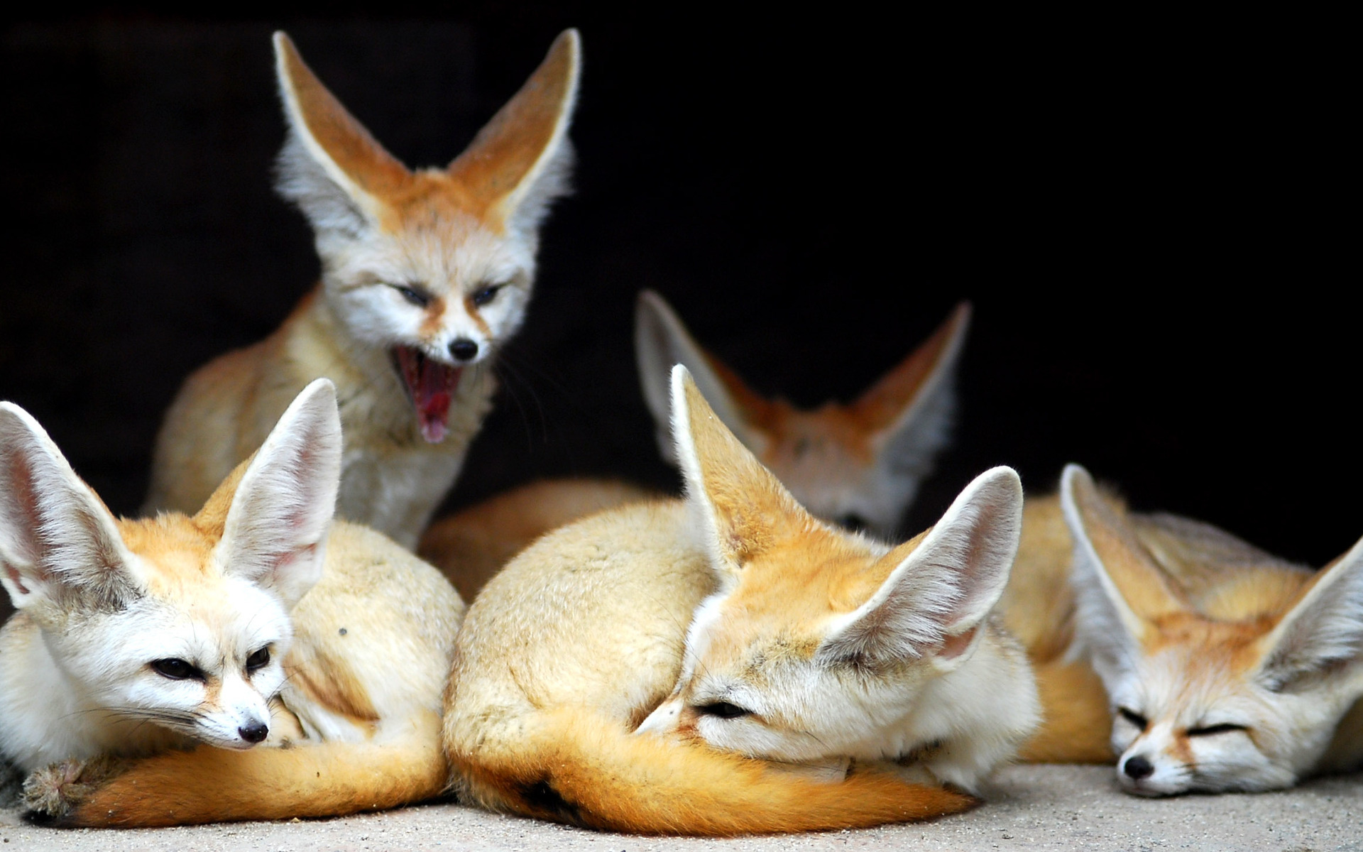 Animal Fennec Fox 1920x1200