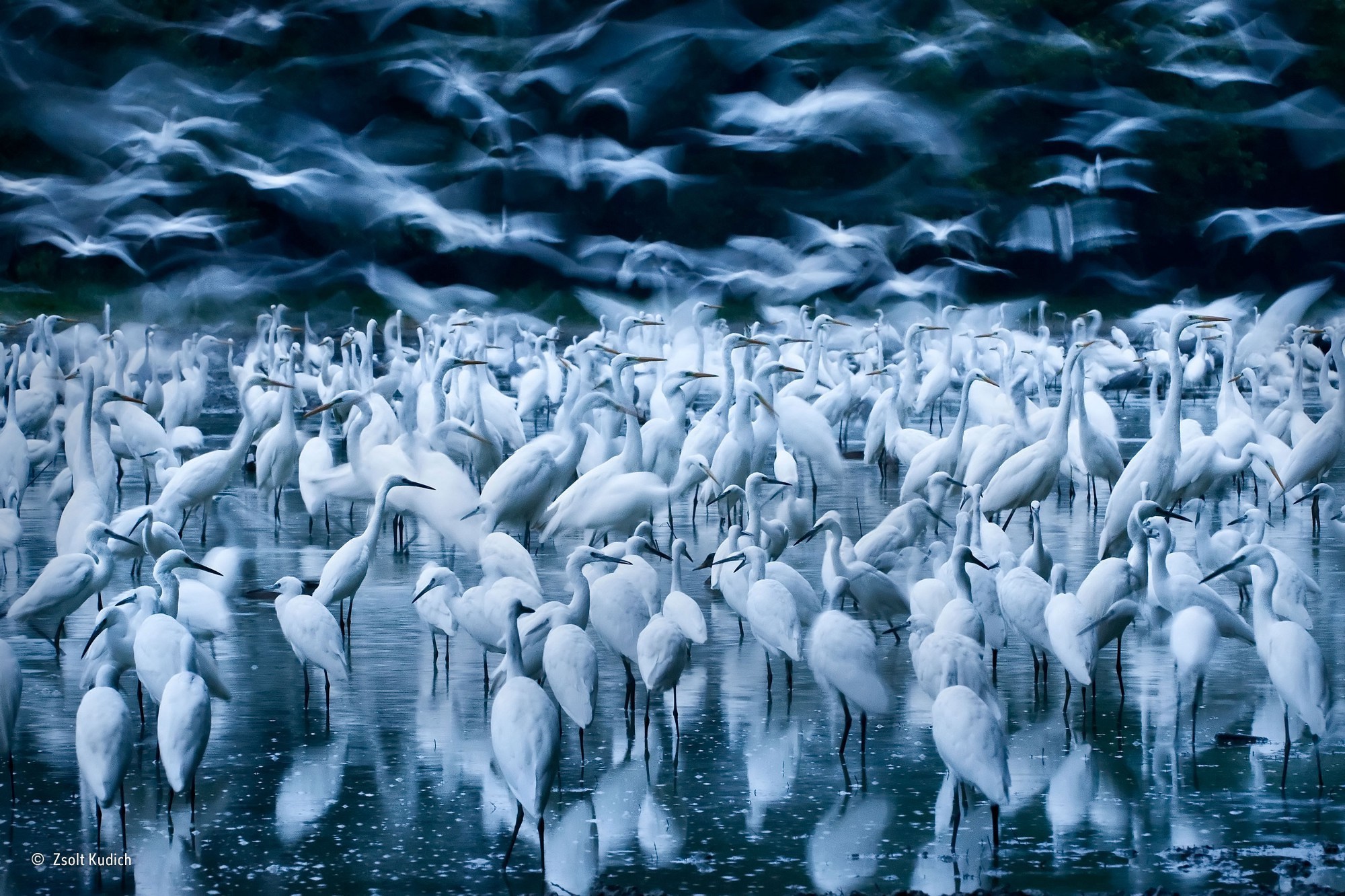 Nature Animals Birds Water Flying Winner Photography Contests Reflection Hungary Long Exposure 2000x1332