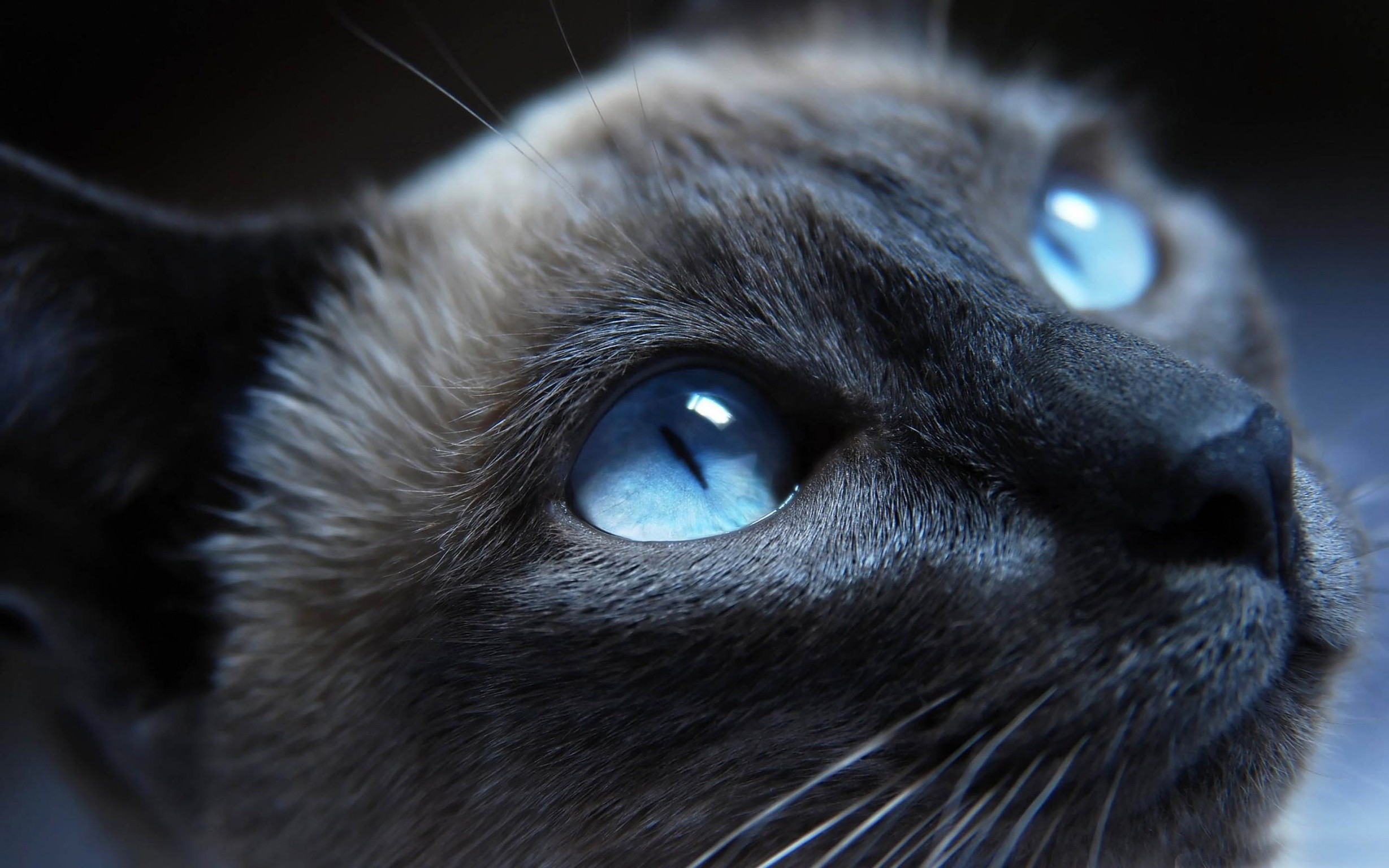Cats Blue Eyes Face Animals Eyes Siamese Cats 2457x1536