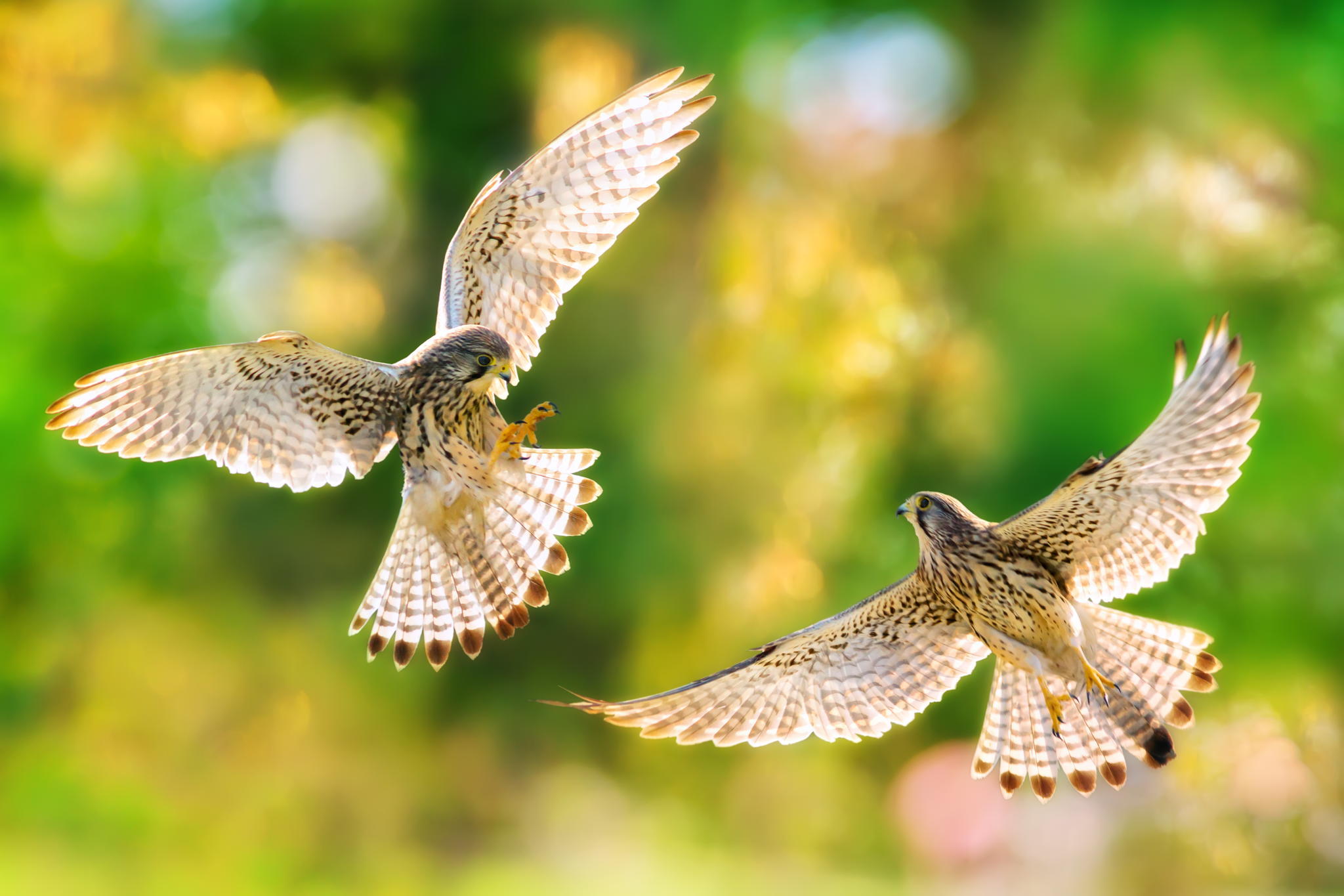 Bird Bokeh 2048x1365