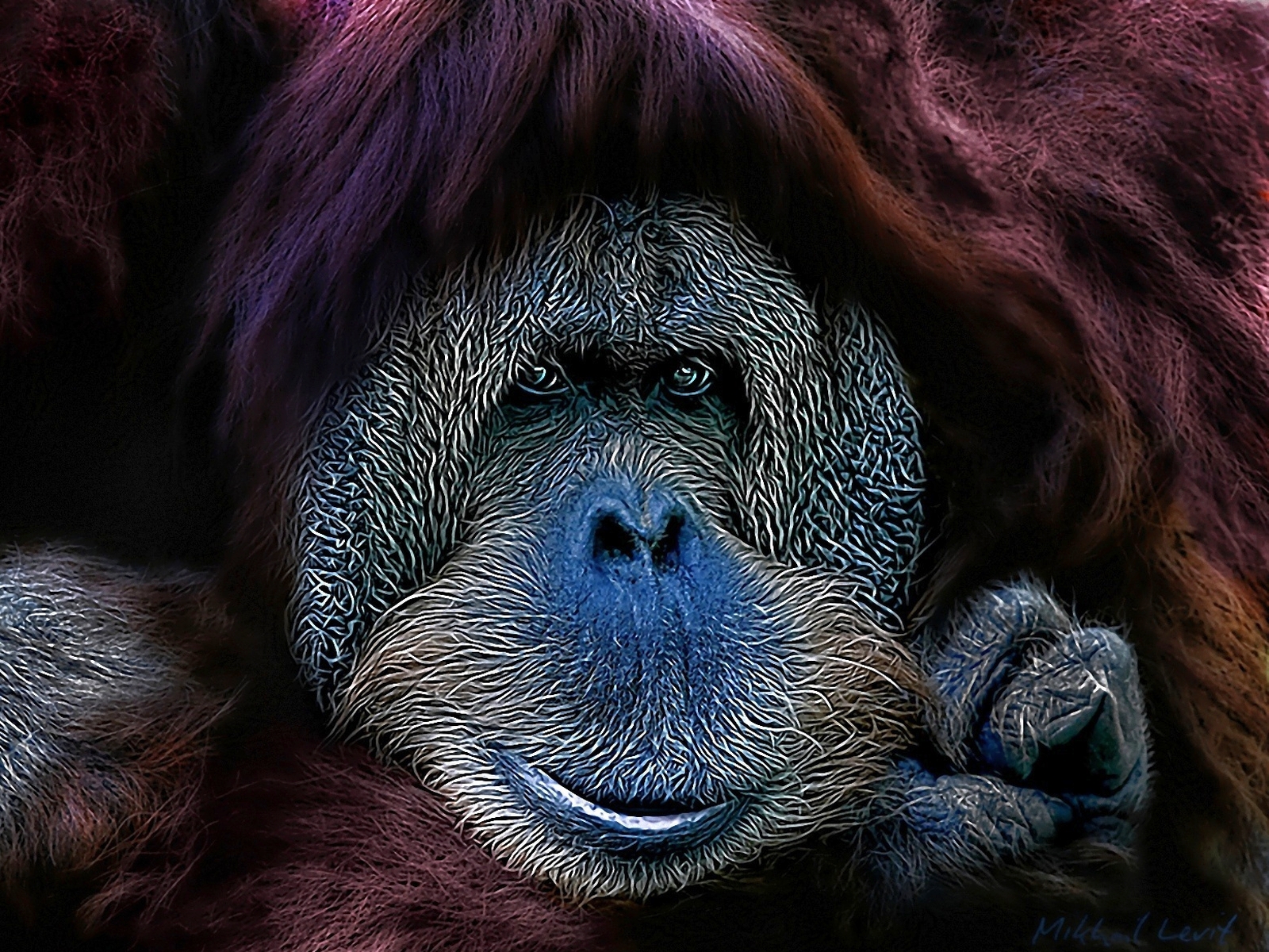 Animal Orangutan 1600x1200