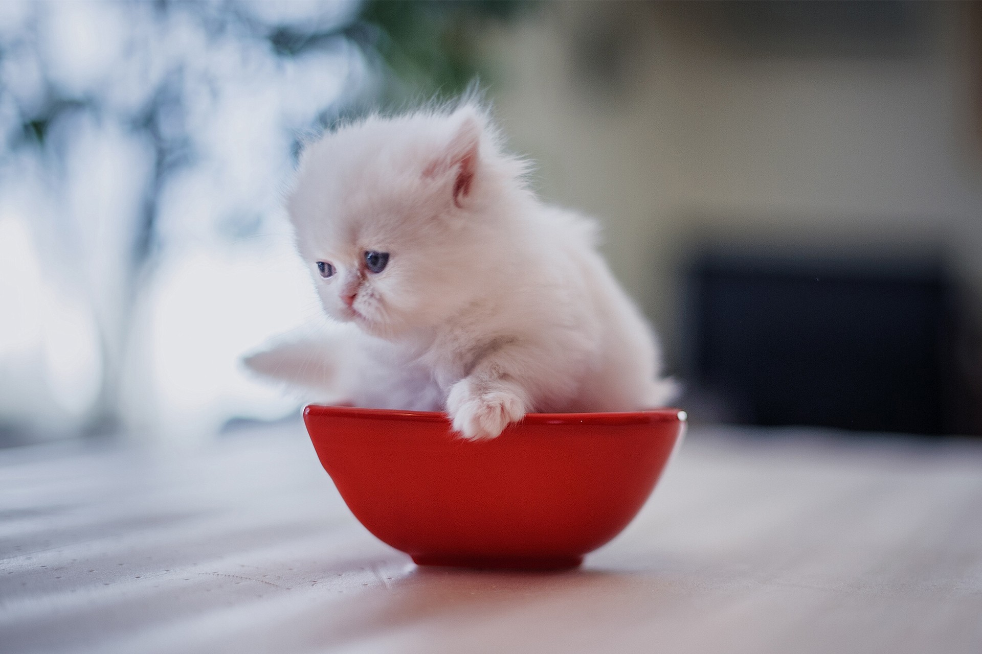 Kittens Baby Animals Cats Animals Bowls Red 1920x1280