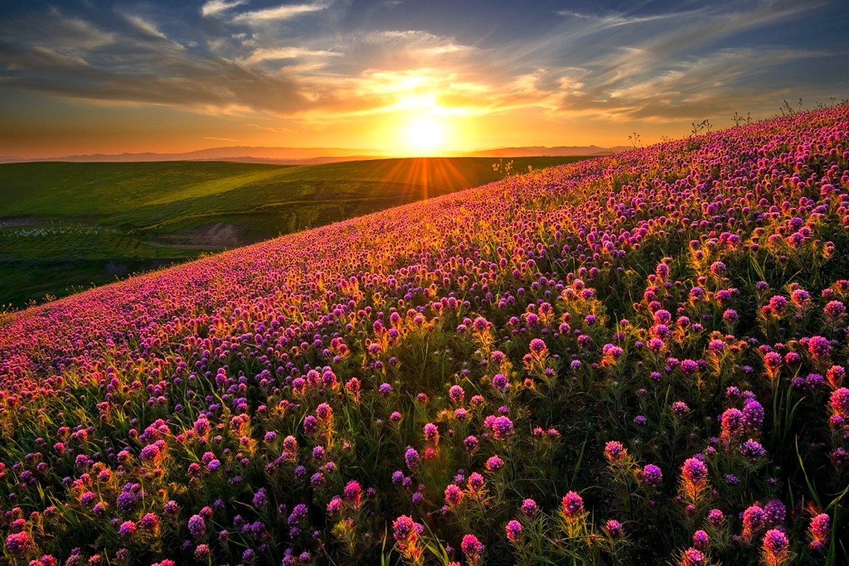 Nature Landscape Sunset Flowers Hills Field Spring Wildflowers 1200x800