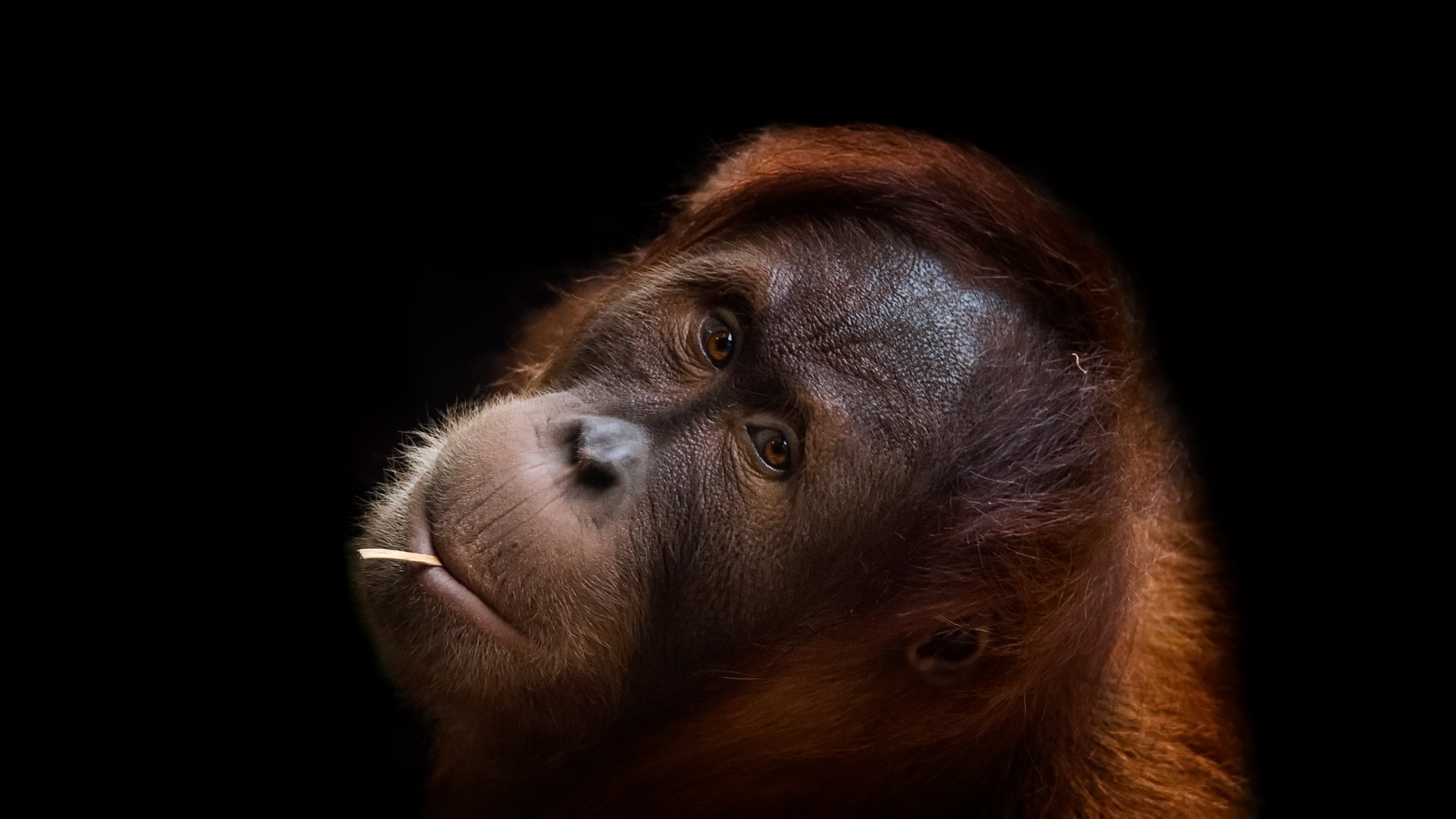 Portrait Face Apes Animals 2560x1440