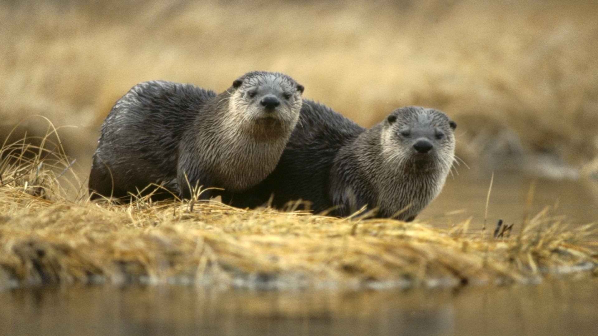 Nature Animals Otters 1920x1080