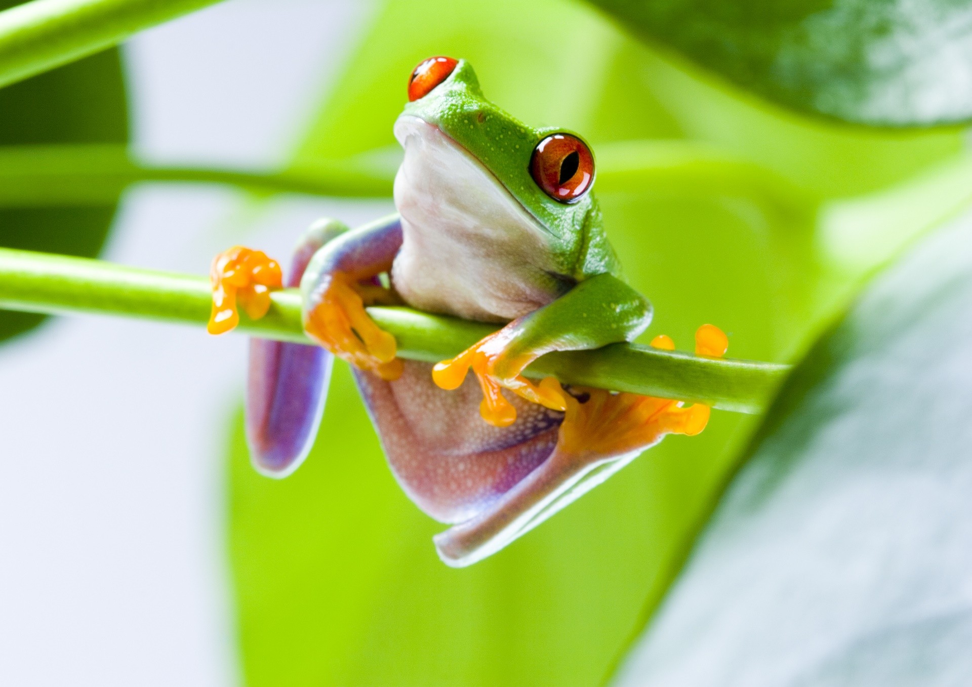 Red Eyed Tree Frogs Frog Amphibian 1920x1357