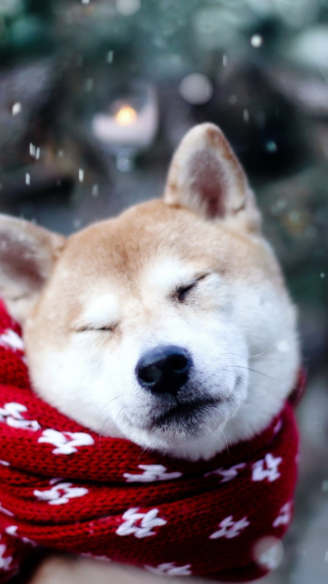 Dog Shiba Inu Animals Closed Eyes Mammals 1080x1920