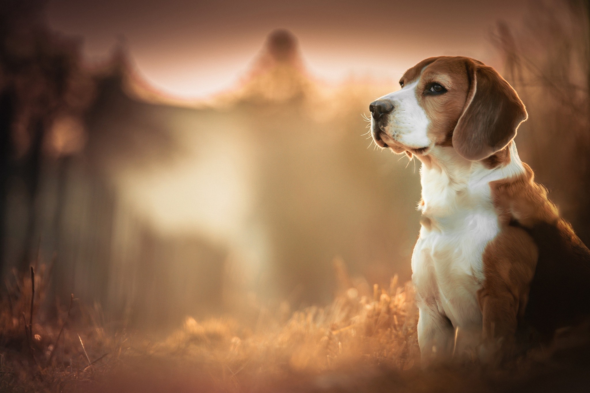 Beagles Dog Blurred Depth Of Field Animals 2048x1365