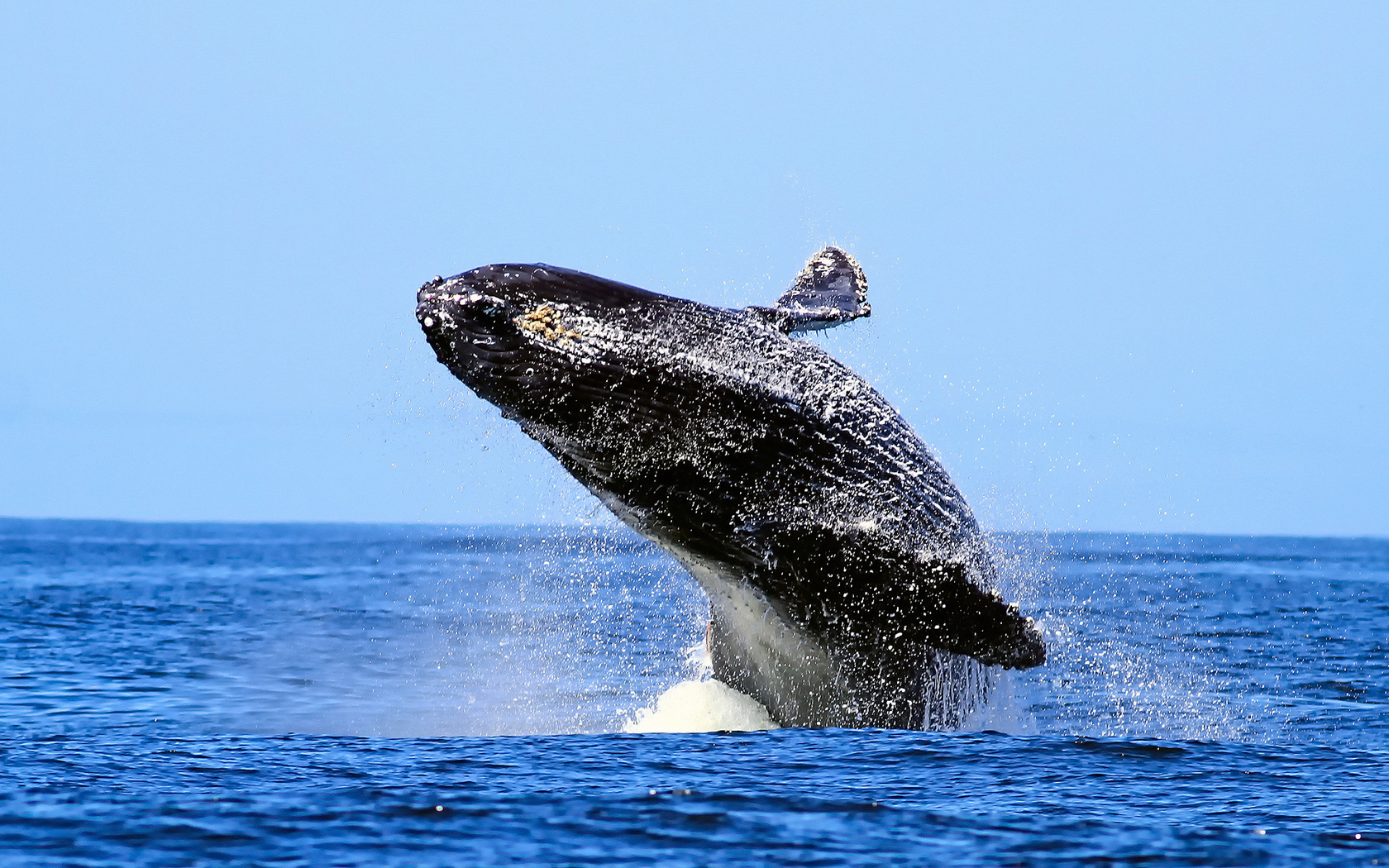 Whale Breaching 1680x1050