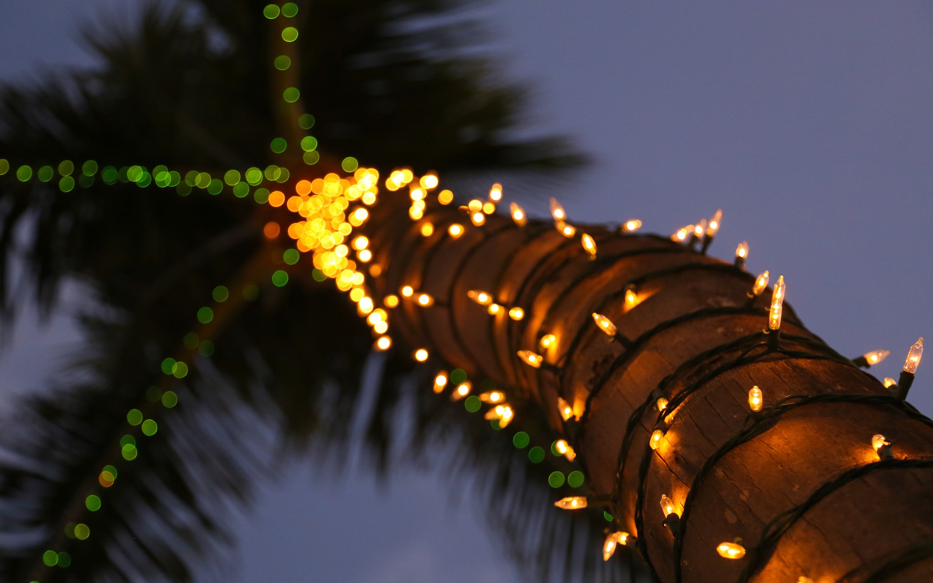 Palm Trees Lights Decorations Bokeh Blurred Depth Of Field Macro Nature Trees Festivals Worms Eye Vi 1920x1200