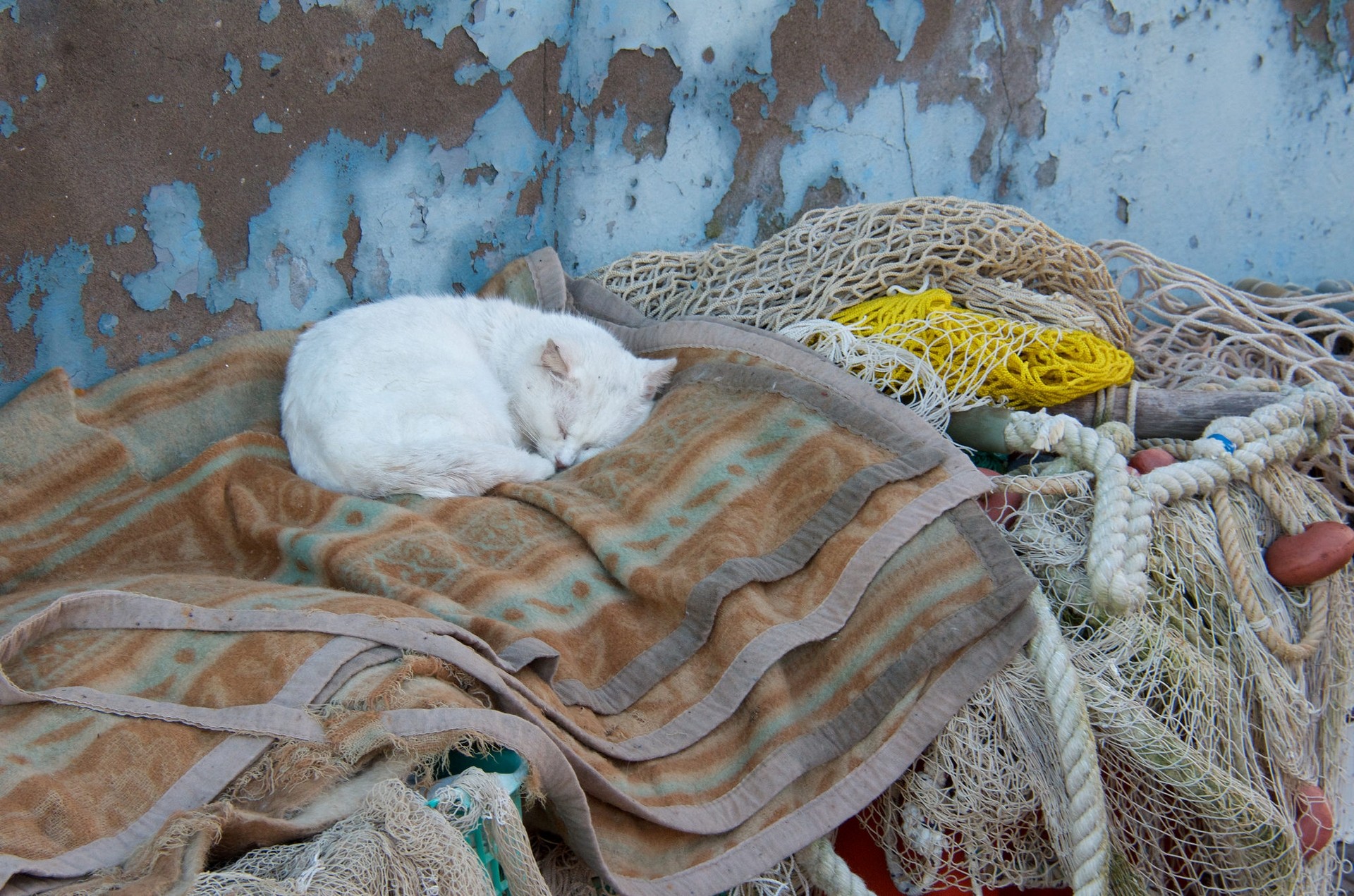 Cats Animals Ropes Blankets Sleeping 1920x1271
