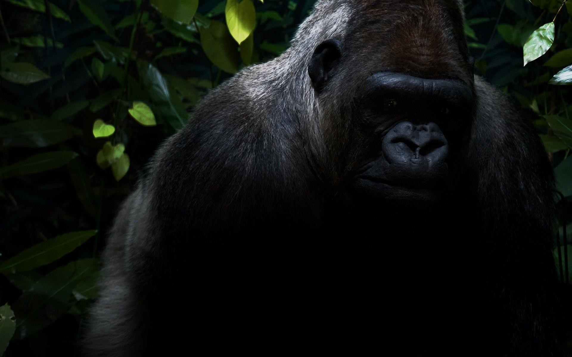 Gorillas Animals Apes Leaves 1920x1200