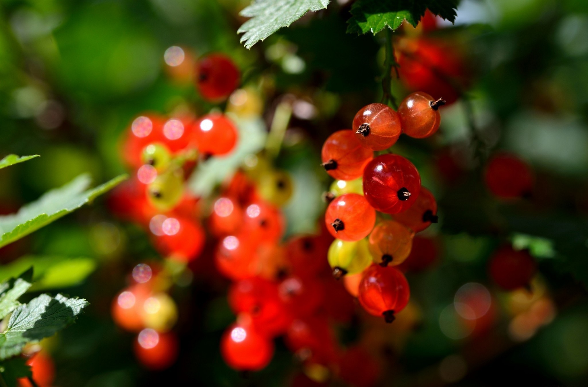 Plants Macro Fruit Red Berries 2048x1349