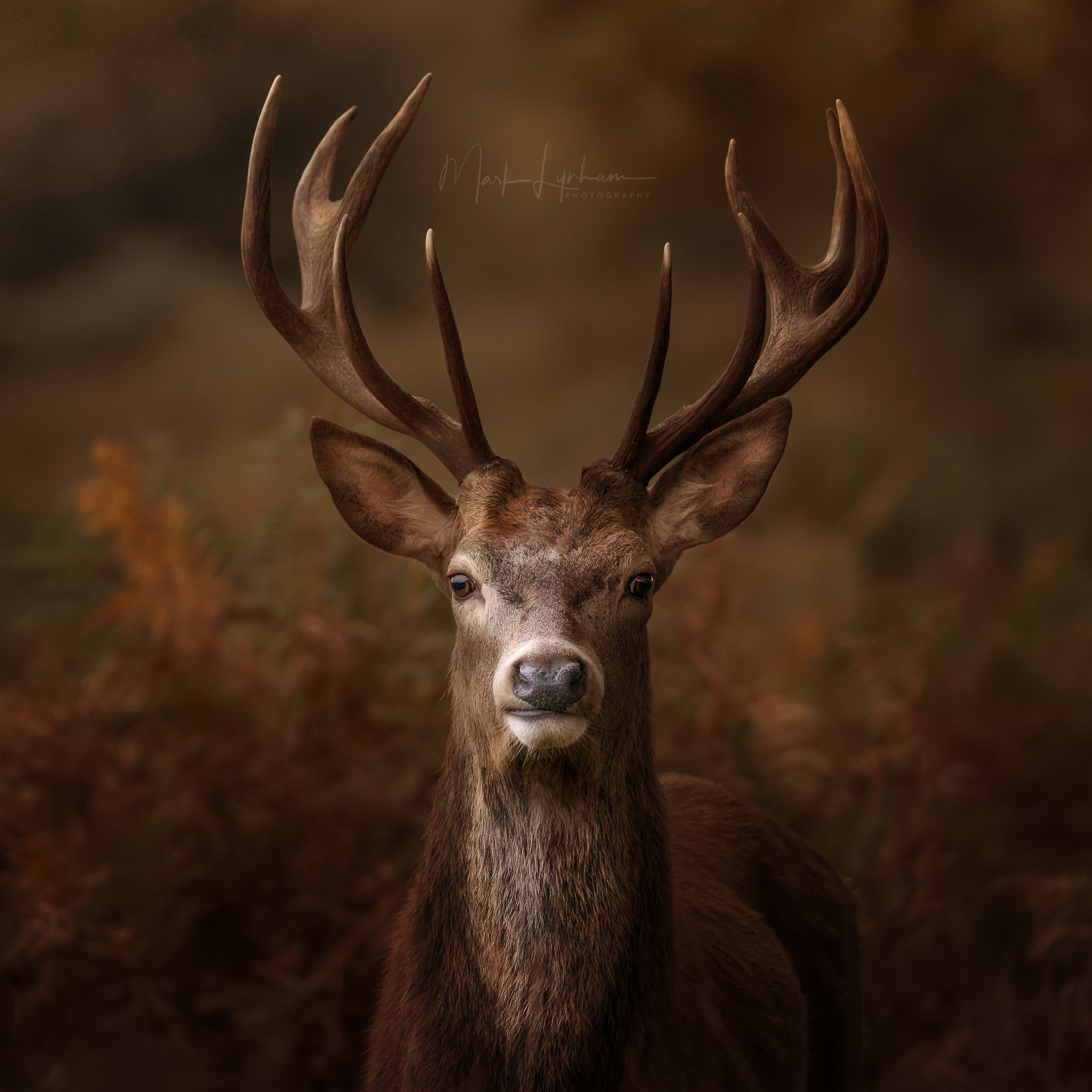 Stags Deer Nature Richmond Park UK Animals Wildlife Frontal View 2048x2048
