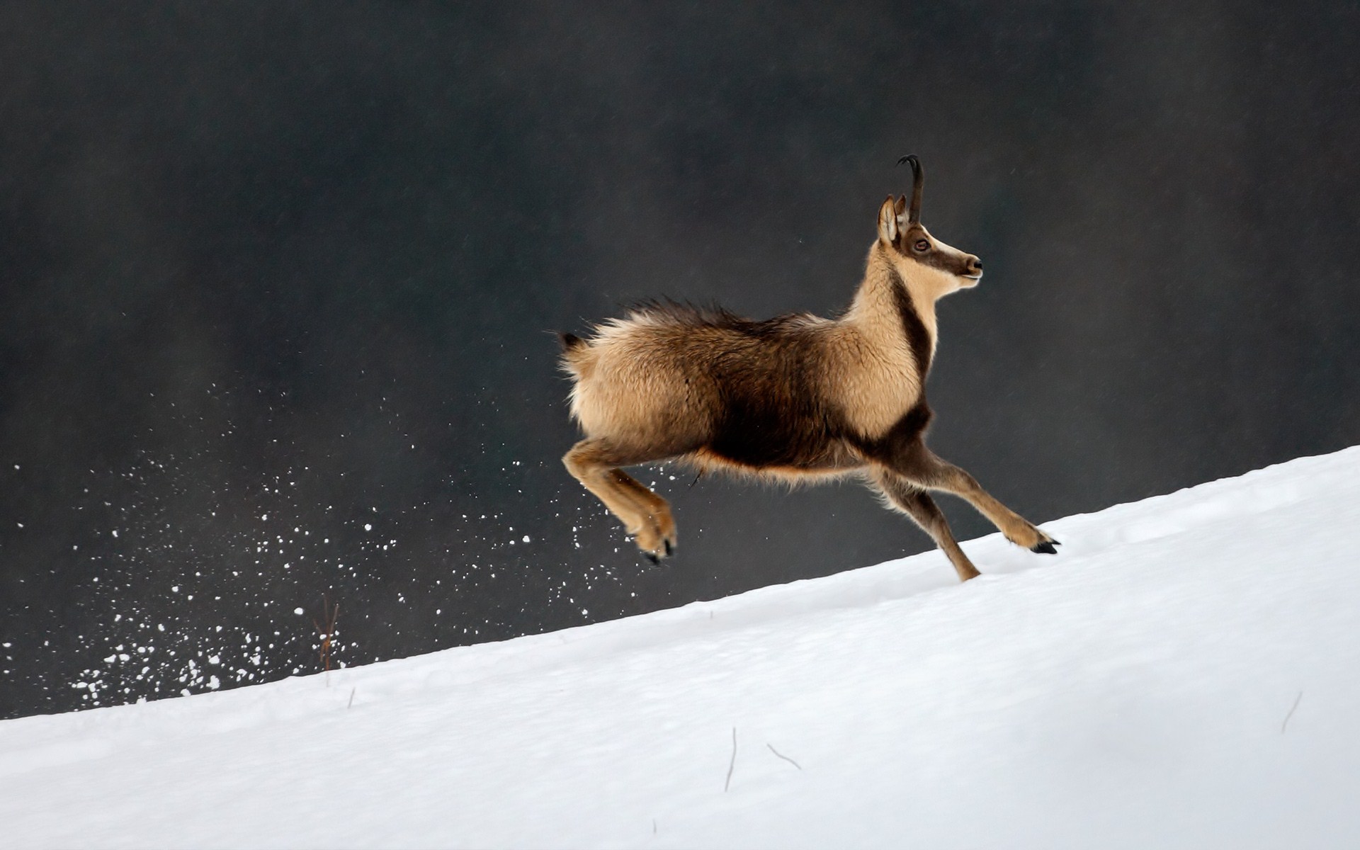 Animal Chamois 1920x1200