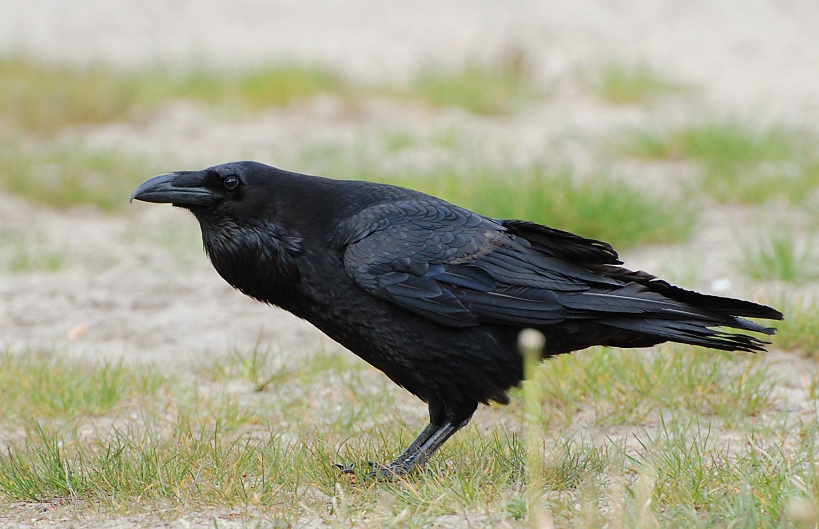 Bird Raven 1656x1069