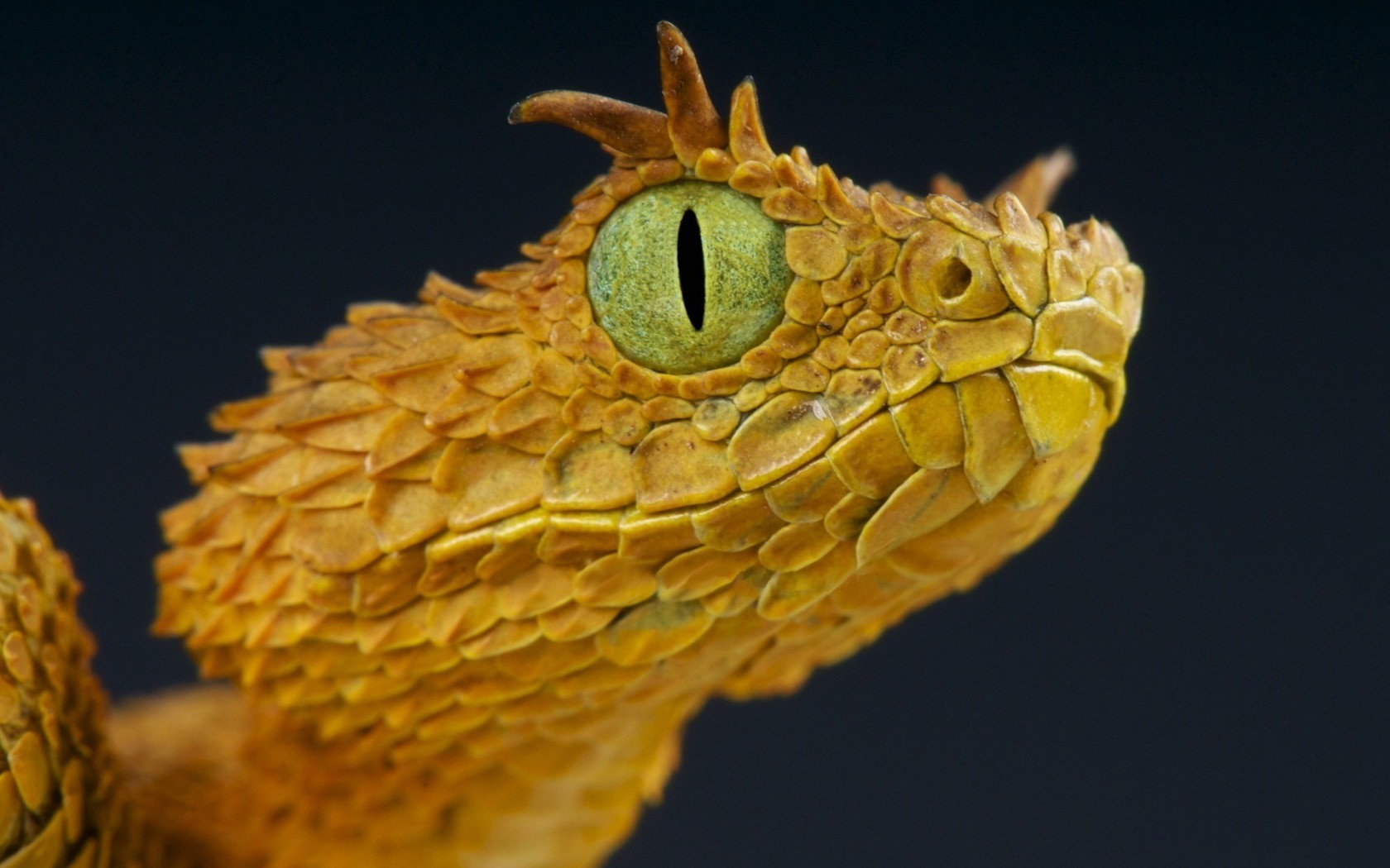 Snake Yellow Wildlife Macro Eyes Reptiles Vipers 1680x1050