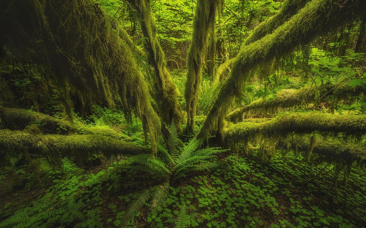 Nature Landscape Forest Rainforest Olympic National Park Washington State Ferns Trees Moss Green Dee 1230x768