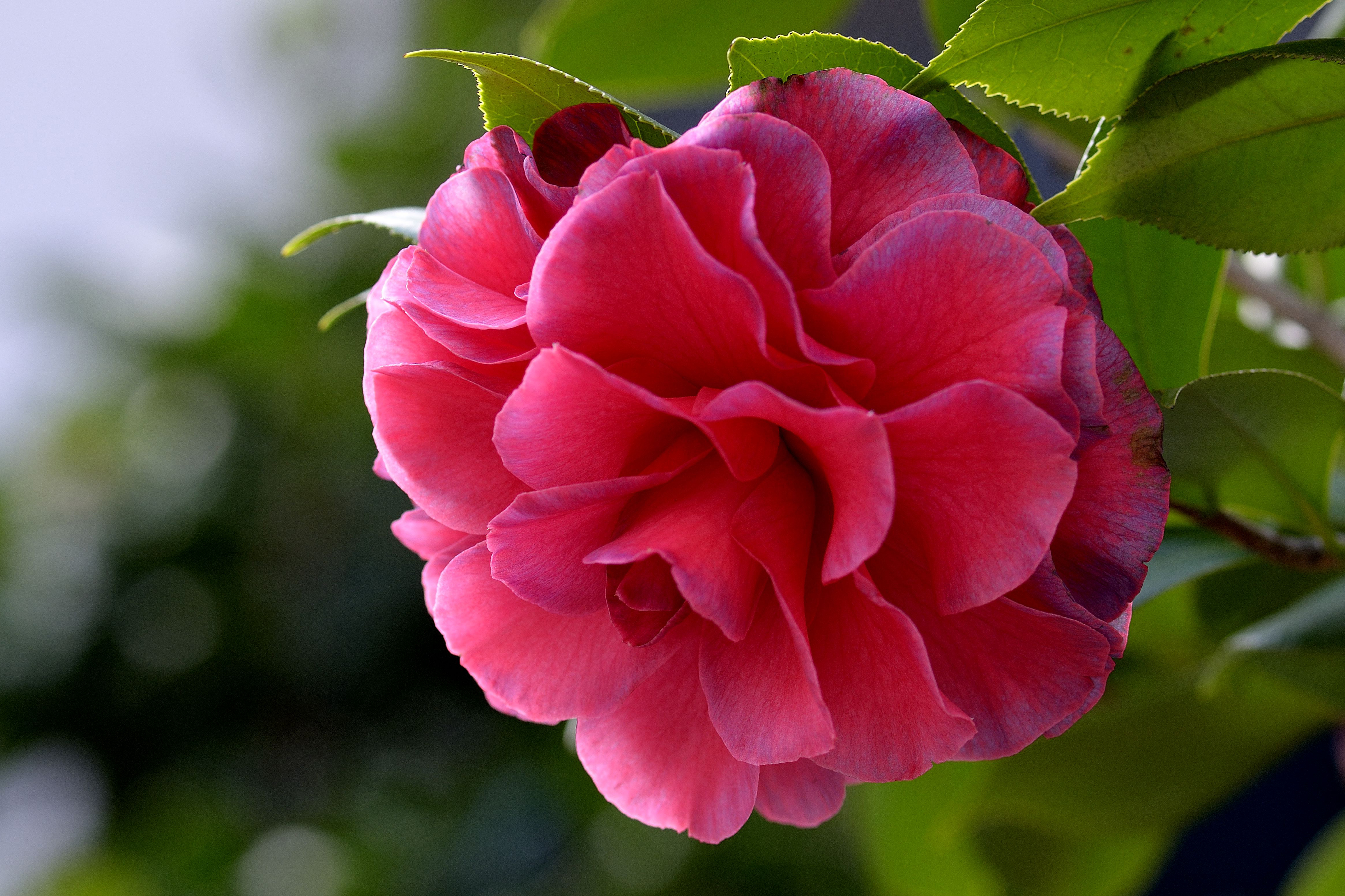 Earth Flower Camellia Pink Flower 4674x3116