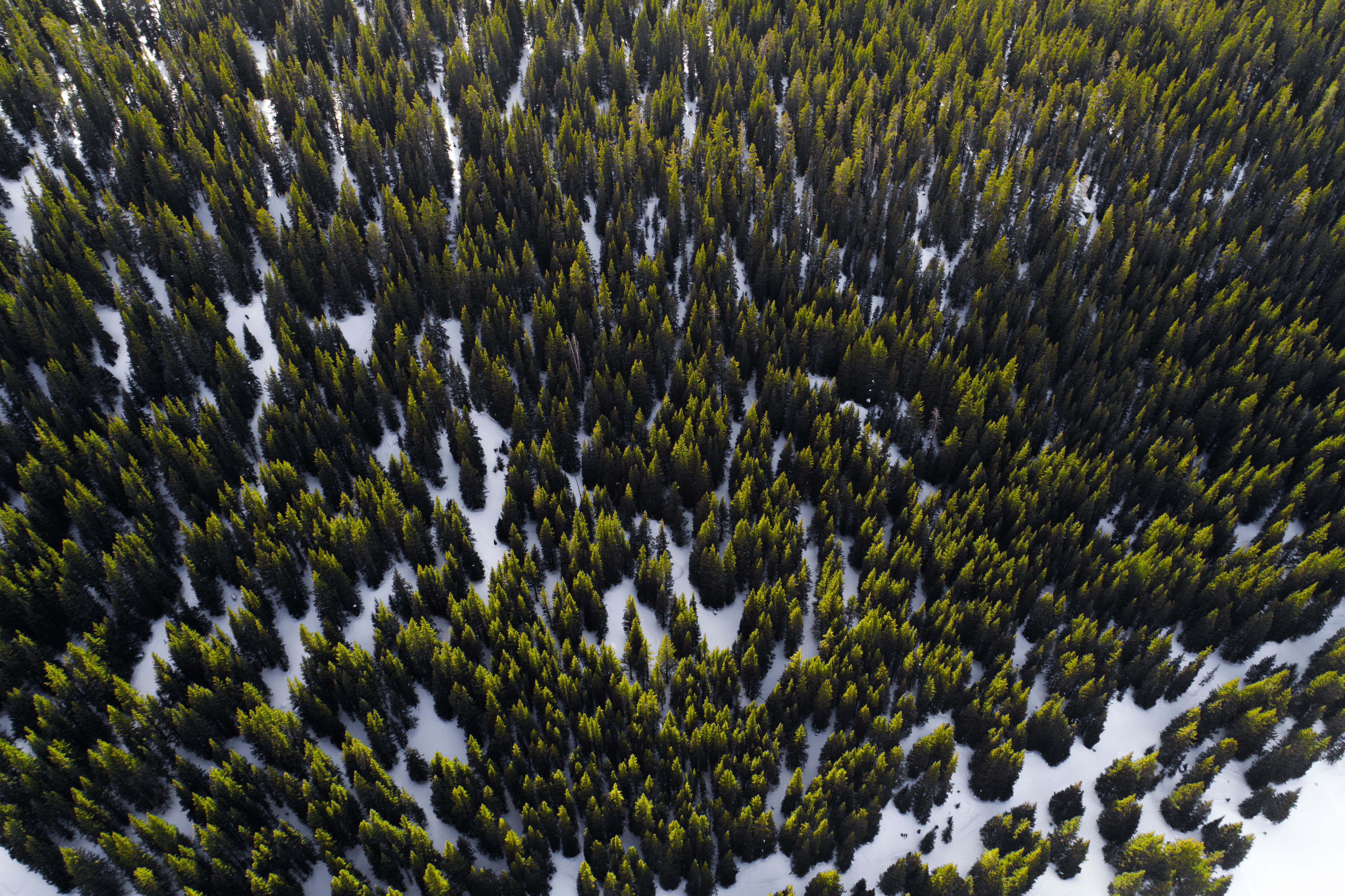 Aerial View Blurred Cold Colorful Conifer Growth Angle Landscape Nature Outdoors Pattern Snow Season 5464x3640