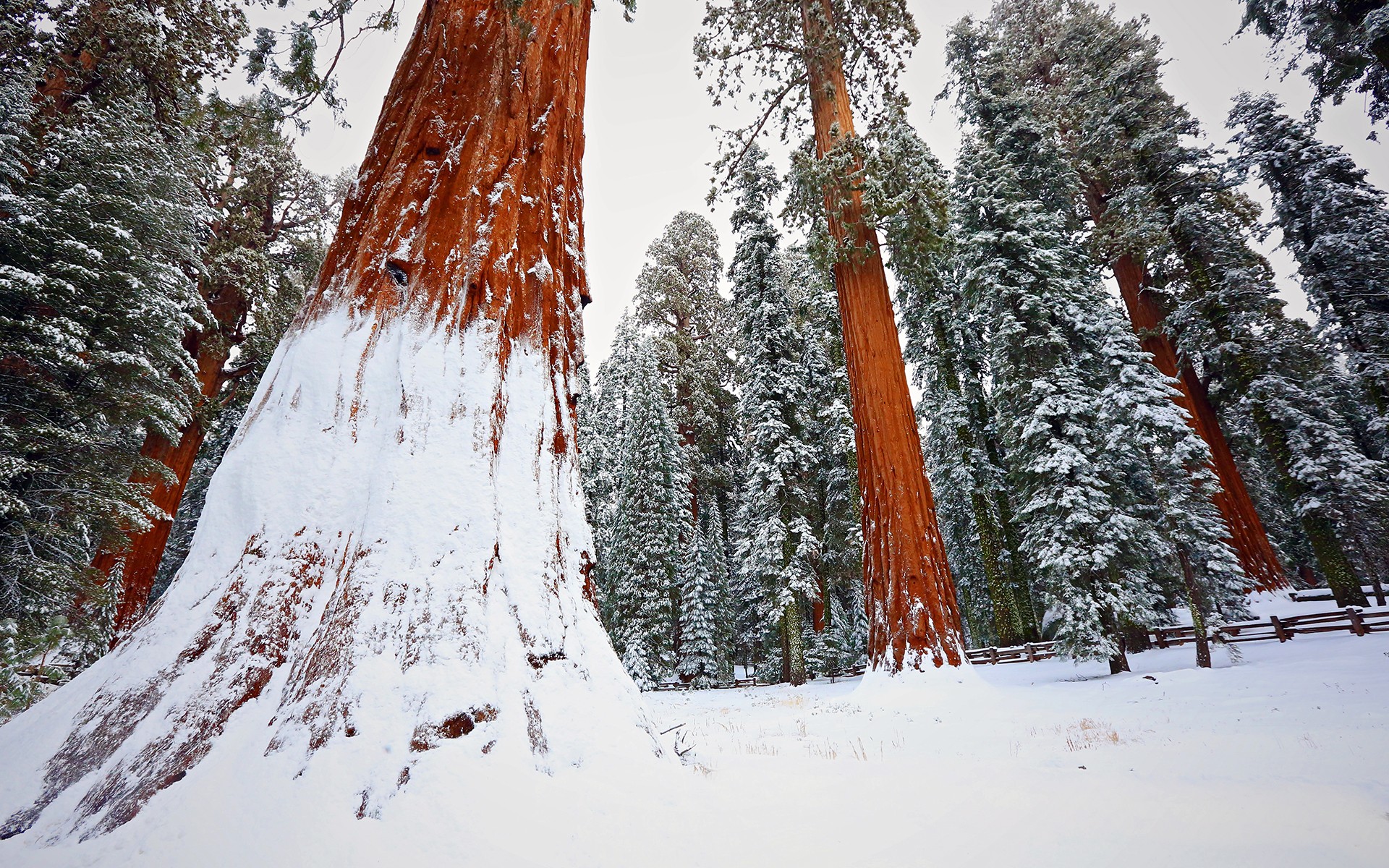 Redwood Snow Trees Winter Nature Forest 1920x1200