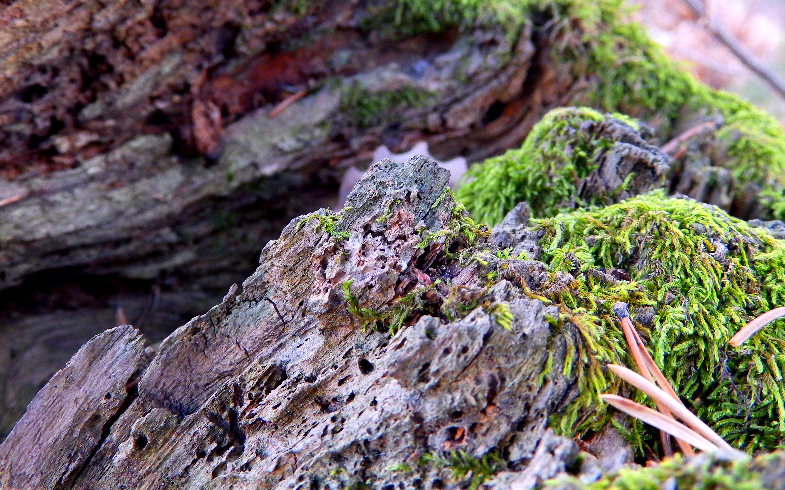 Earth Nature Bark Moss 2560x1600
