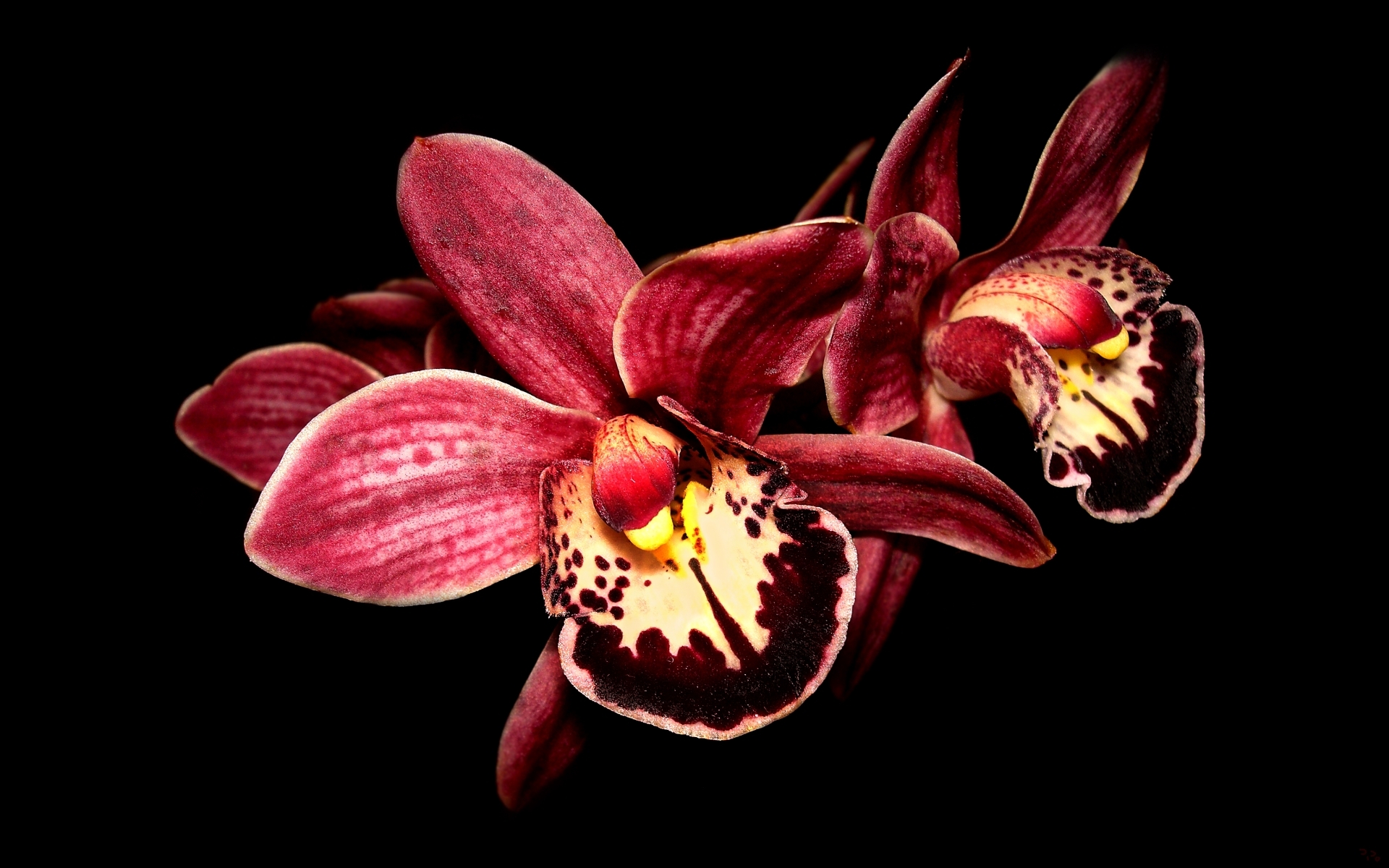 Plants Flowers Orchids Macro Red Black Background 1920x1200