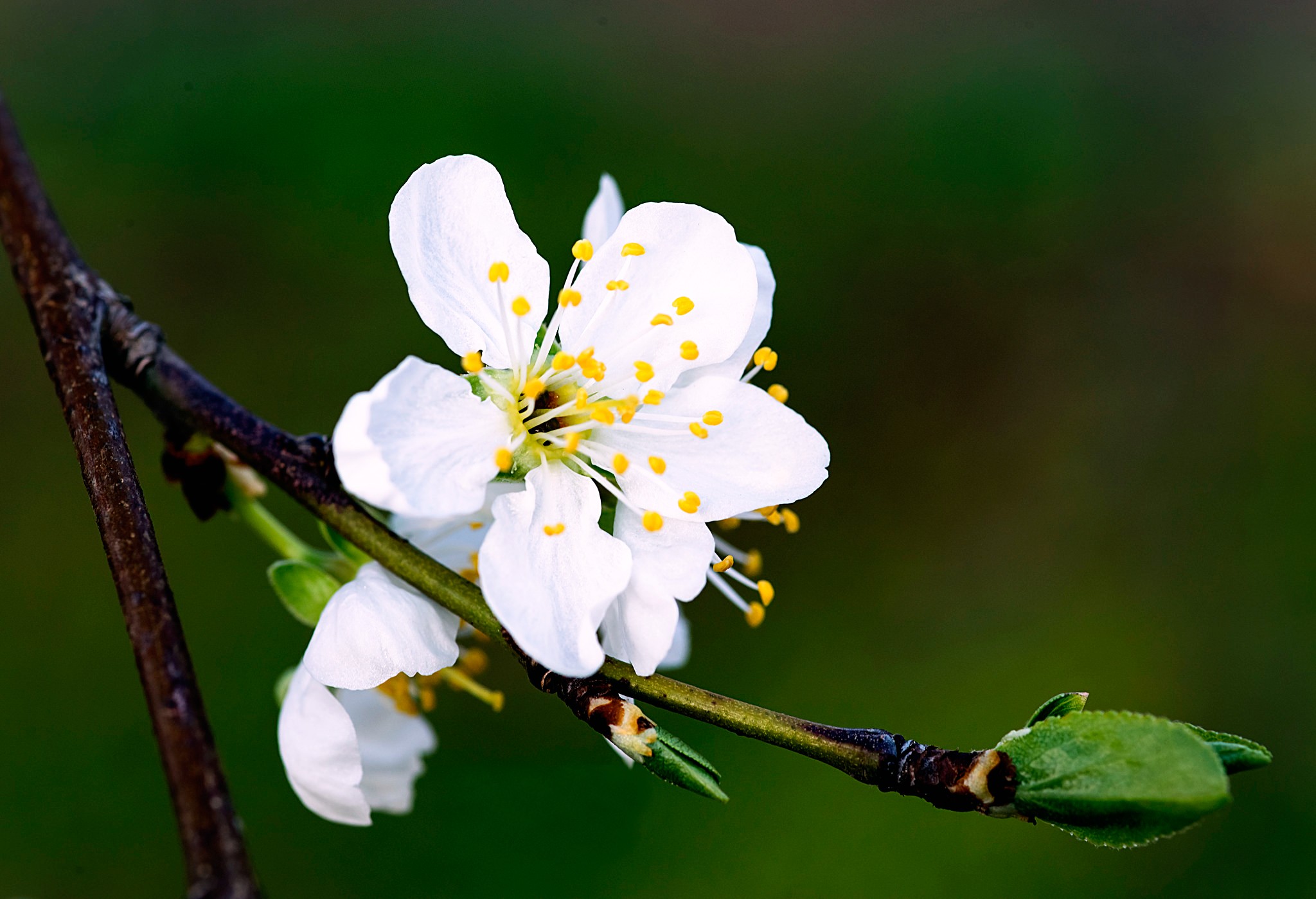 Яблони цветут весной. Цветущие яблони. Весеннее дерево. Цветущая вишня.
