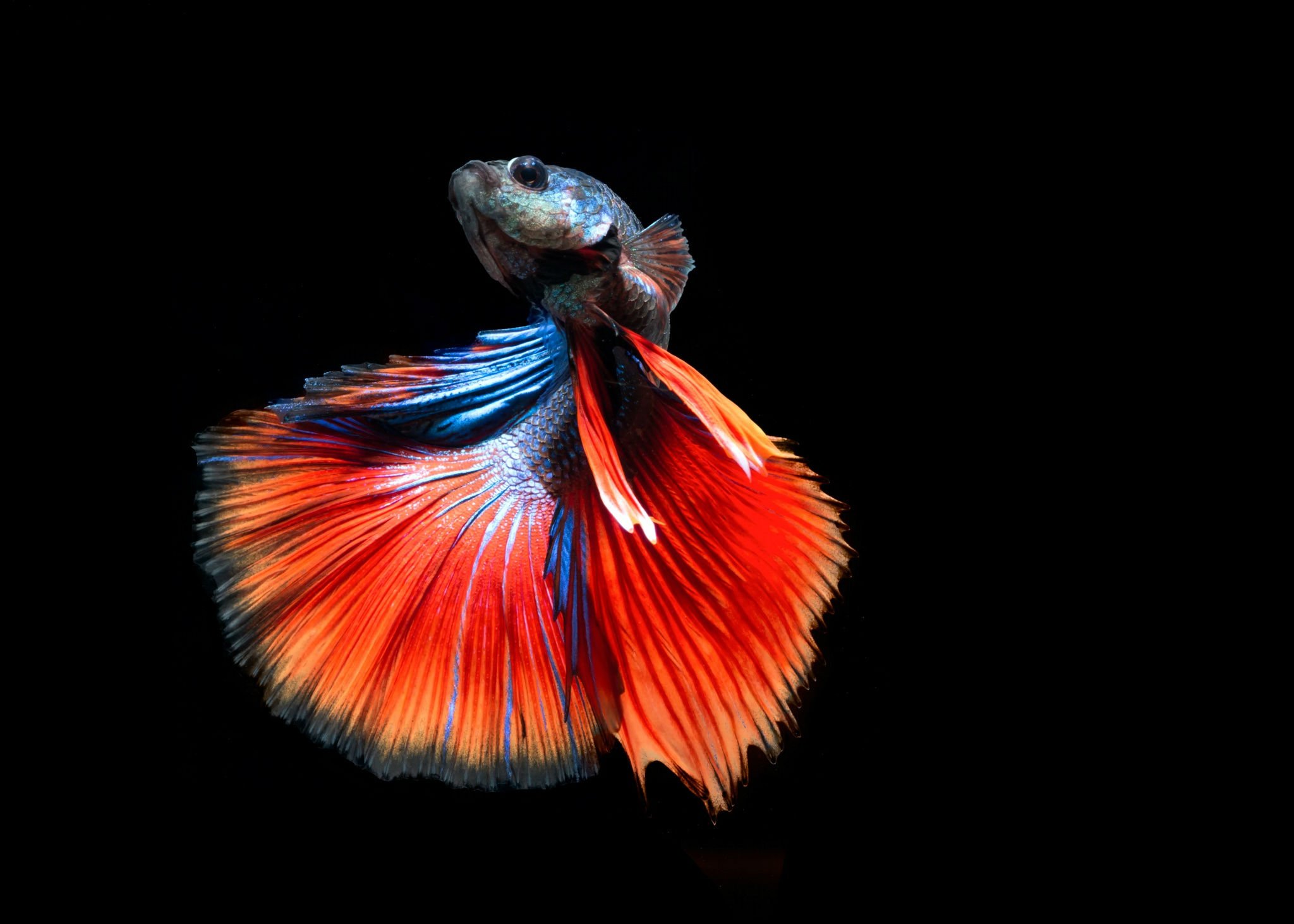 Siamese Fighting Fish 2048x1463