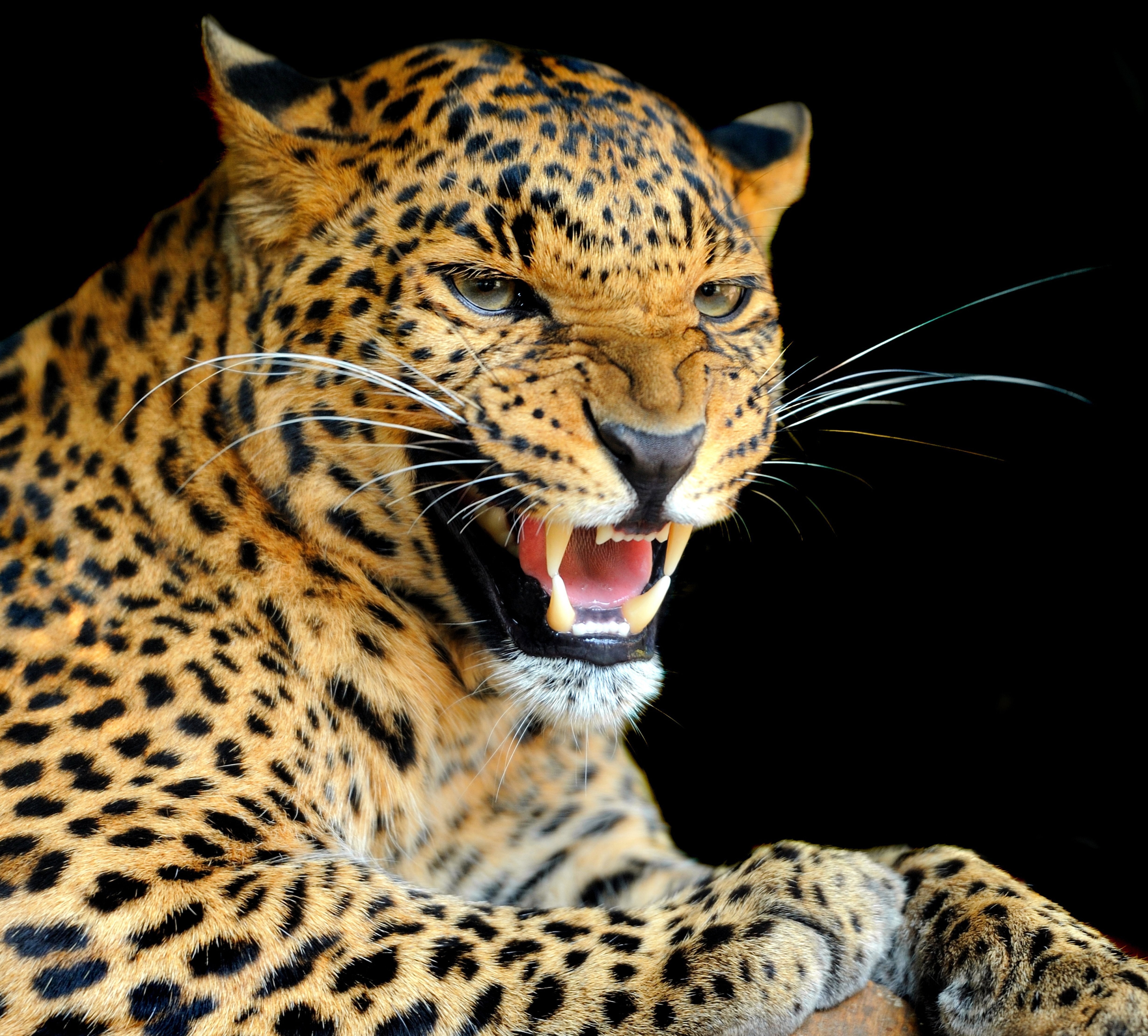 Animals Jaguars Big Cats Mammals 4924x4444