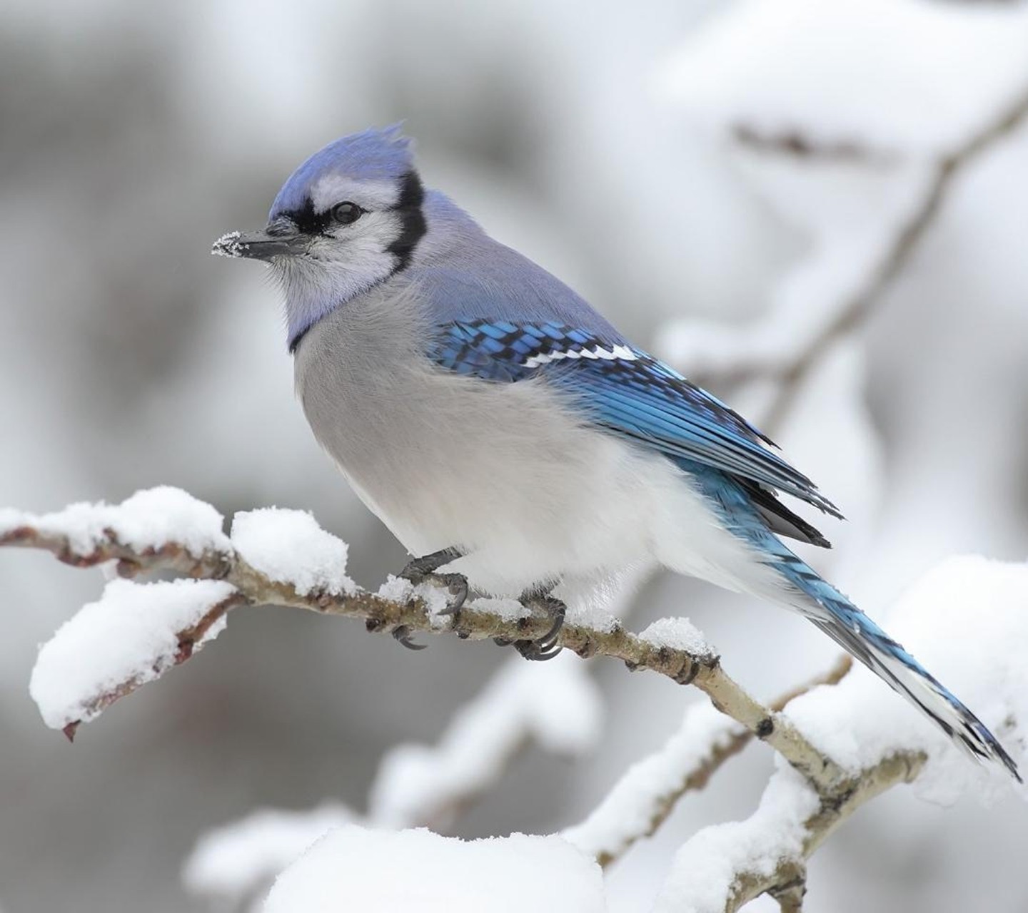 Blue Jays Snow 1440x1280