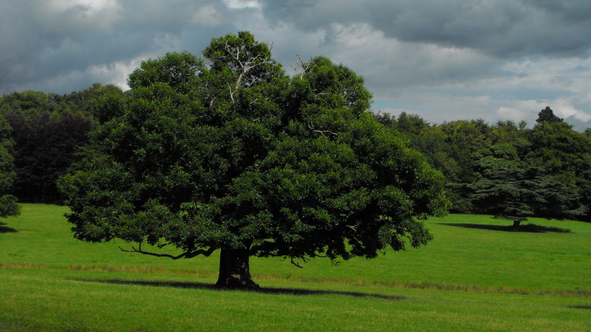 Earth Oak Tree 1920x1080