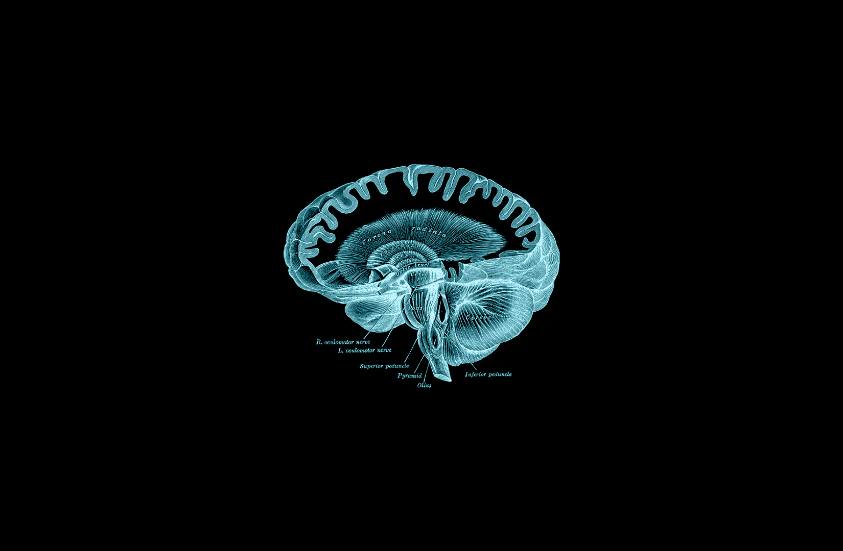 Brain Anatomy Dark 1650x1080