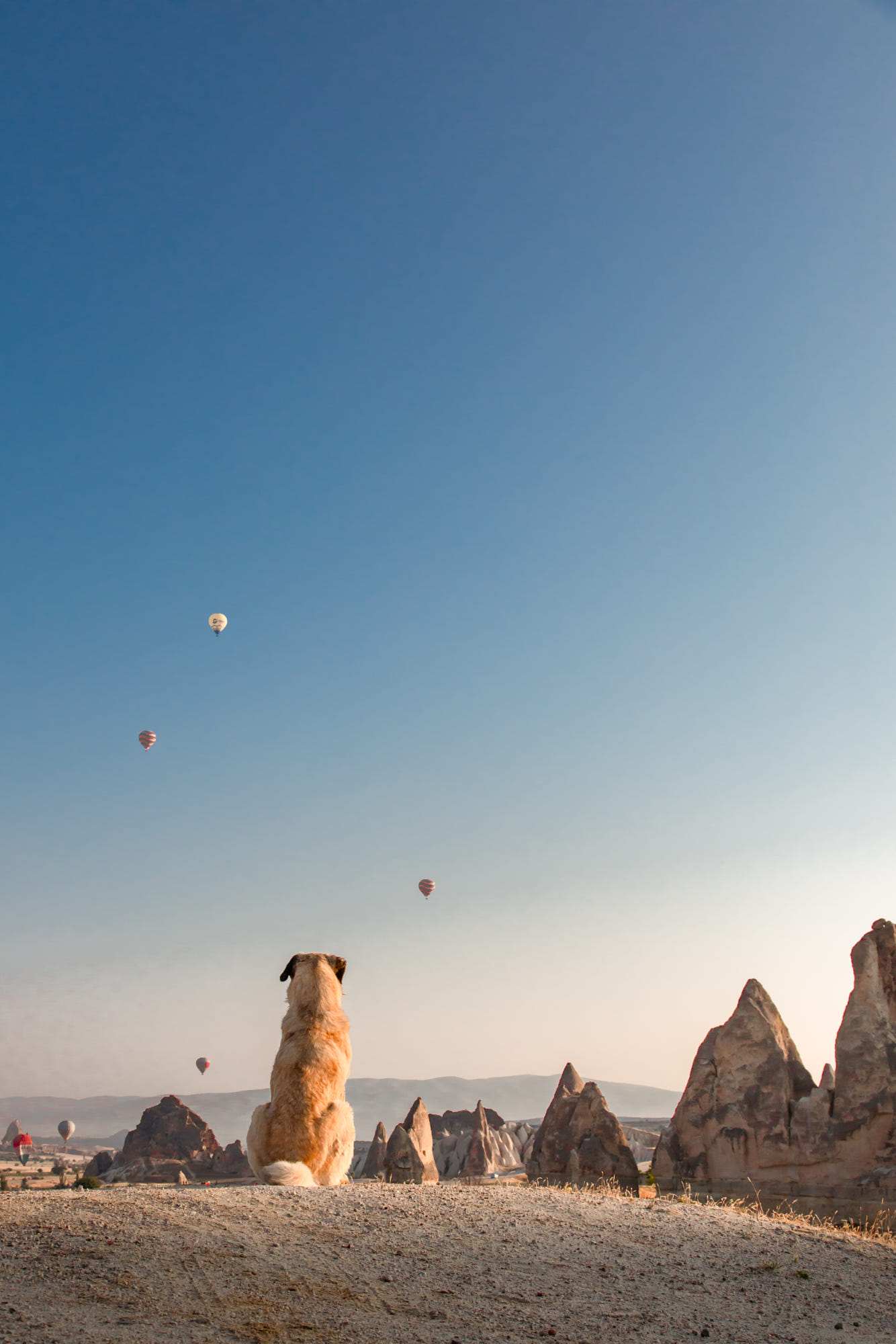 Photography Hot Air Balloons Dog Animals Portrait Display Sky Blue Cappadocia Vertical Looking Into  1334x2000