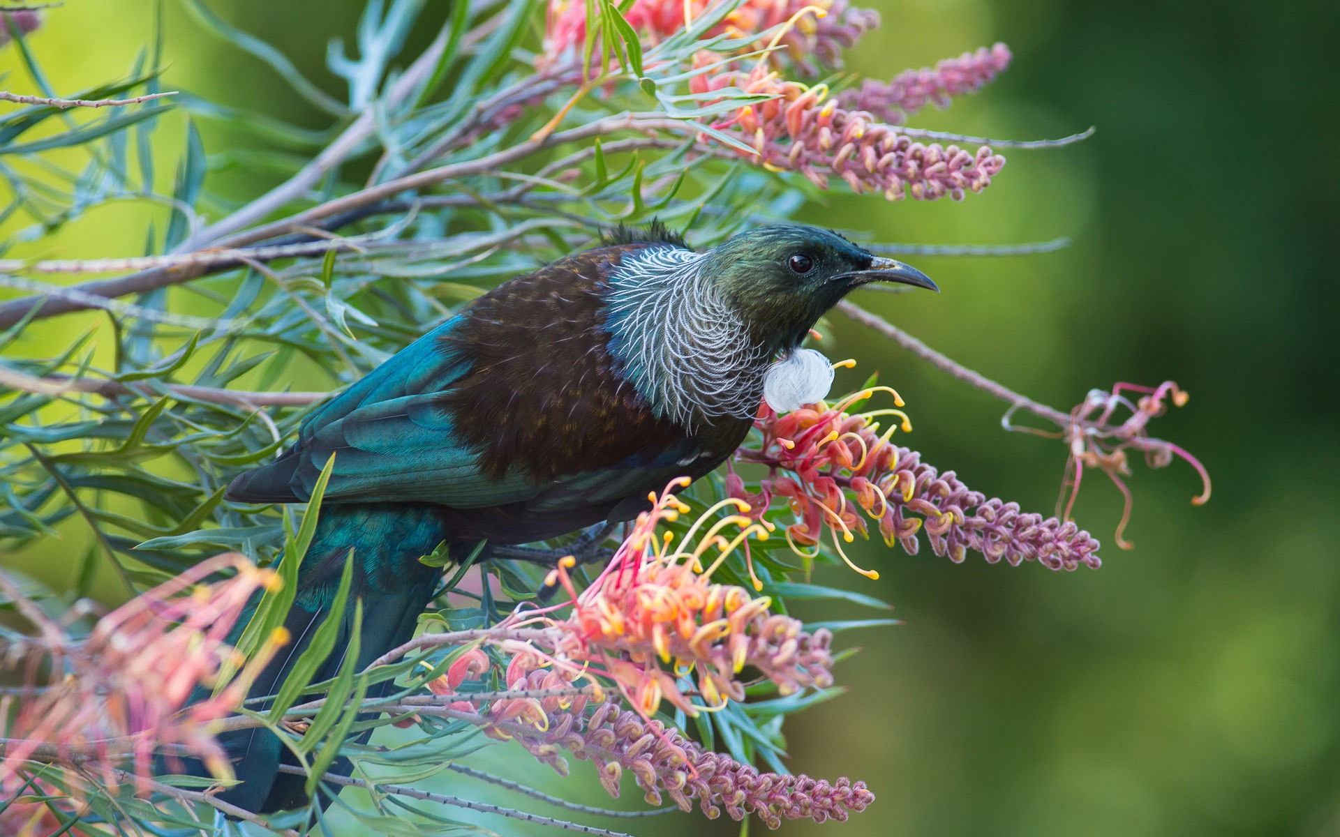 Honeyeater Tui Grevillea 1920x1200