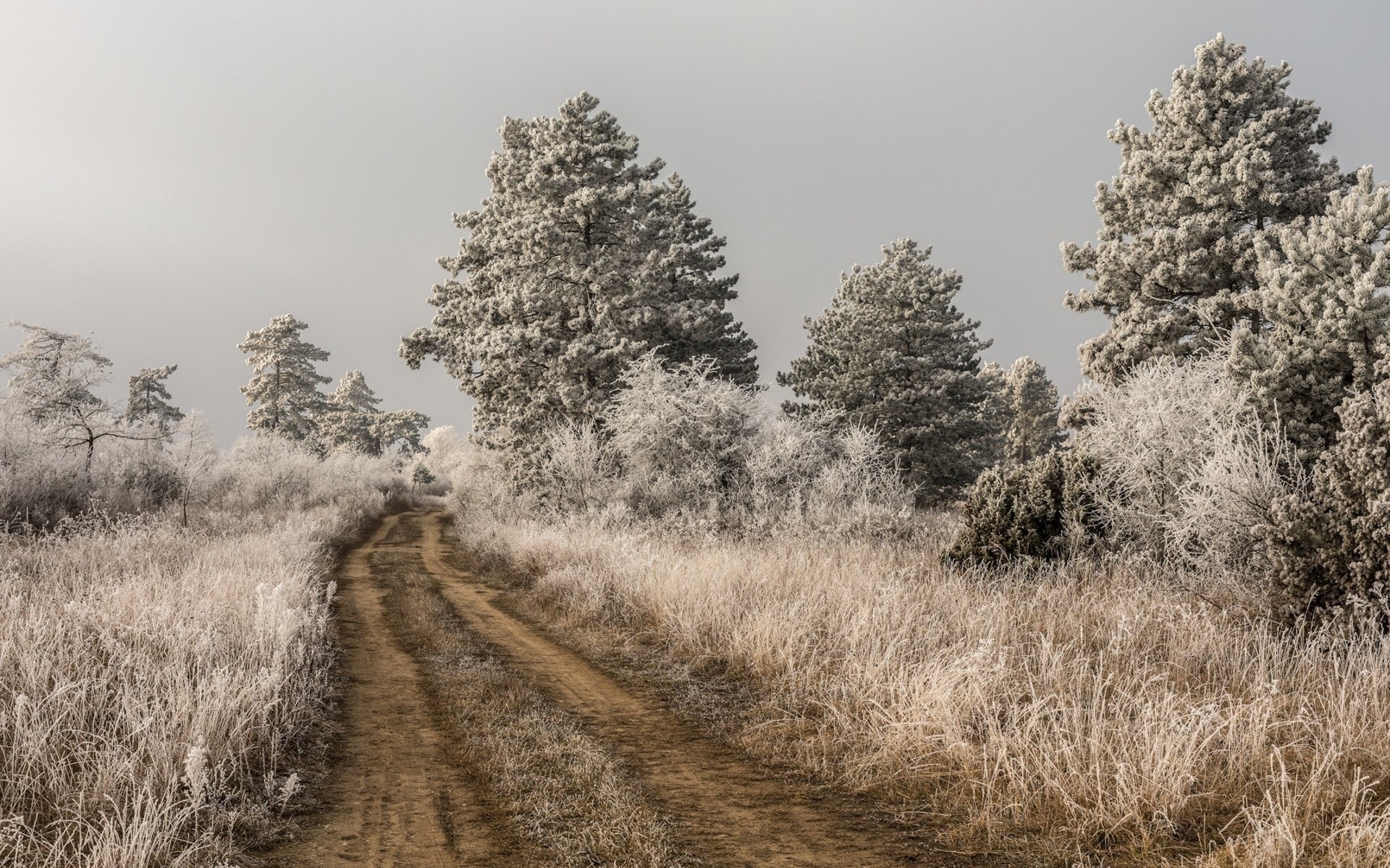 Dirt Road Nature Landscape Trees Infrared 1920x1200