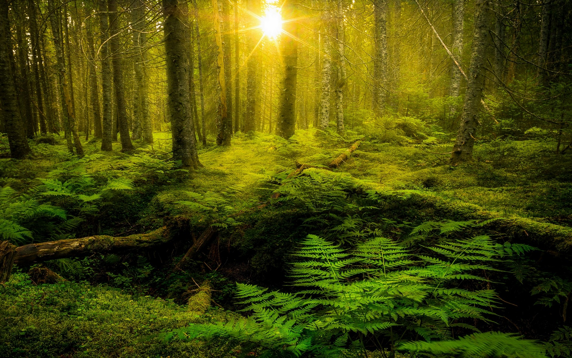 Nature Landscape Ferns Forest Trees Moss Green Shrubs Plants Sunlight Lens Flare 1920x1200
