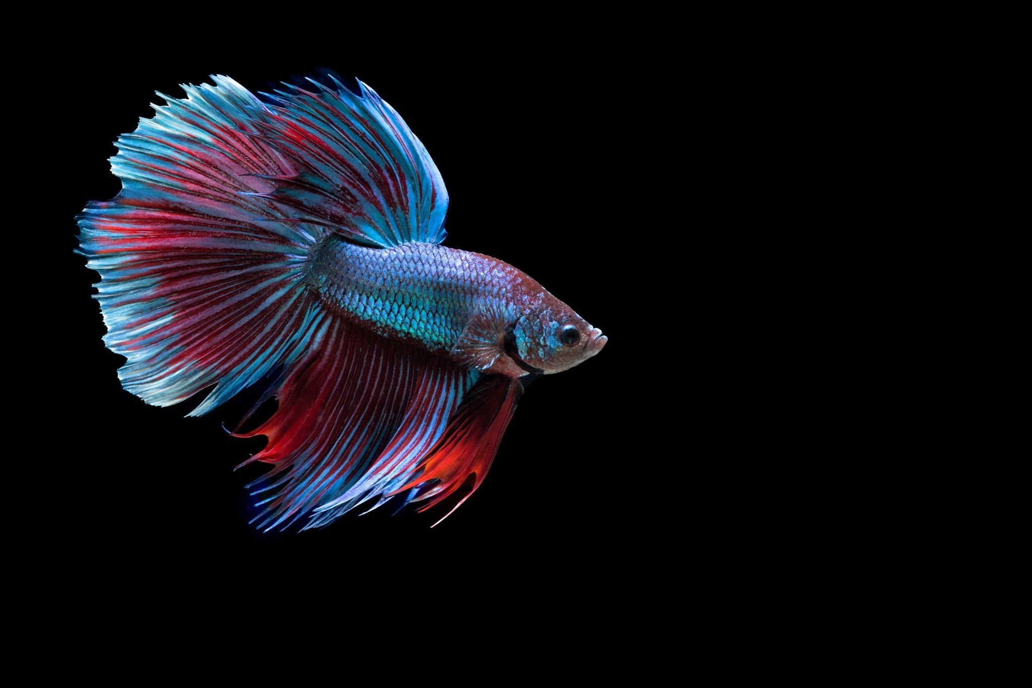 Siamese Fighting Fish 2048x1365