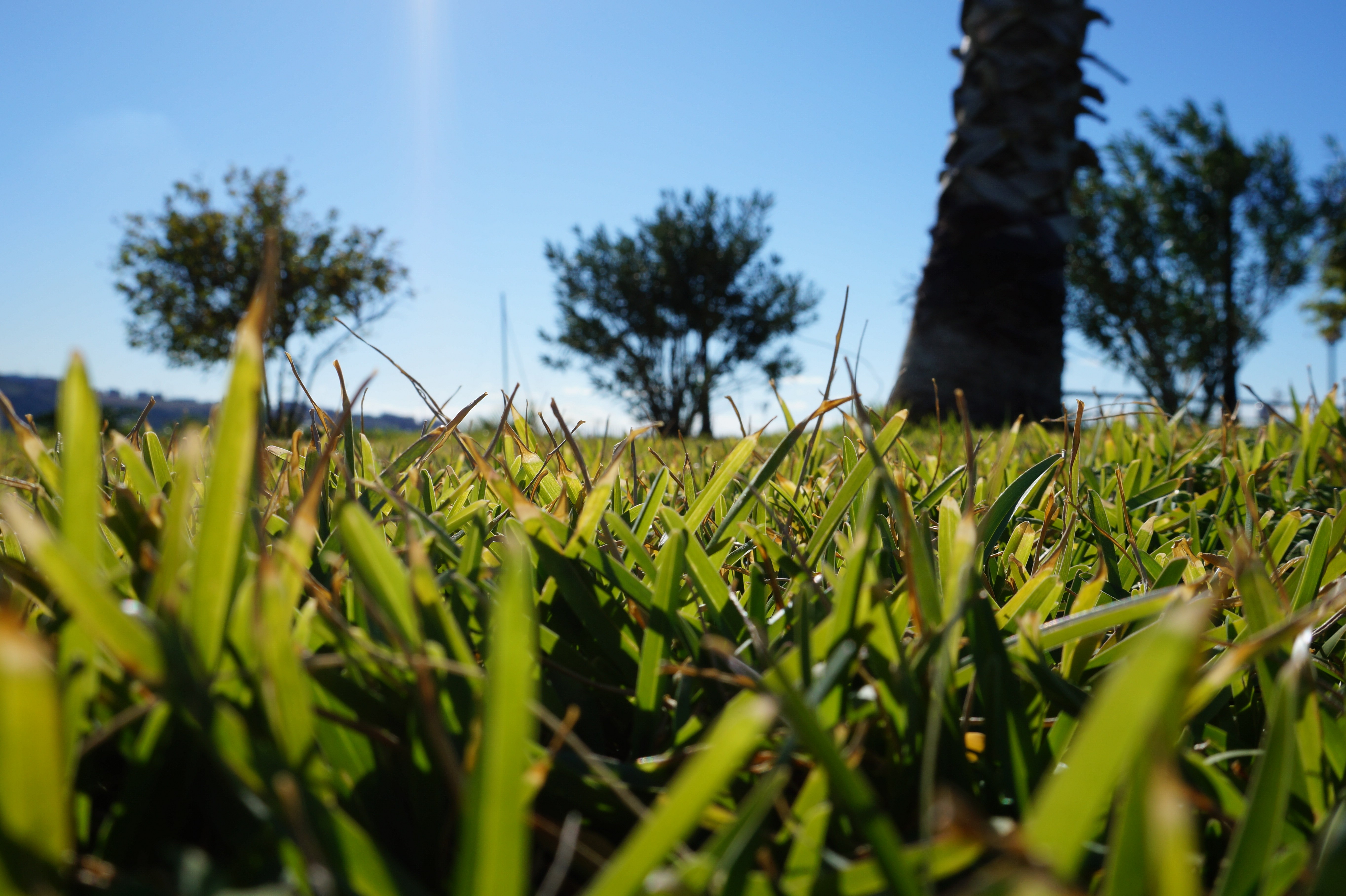 Nature Blurred Lebanon Grass Trees Plants Green 5456x3632