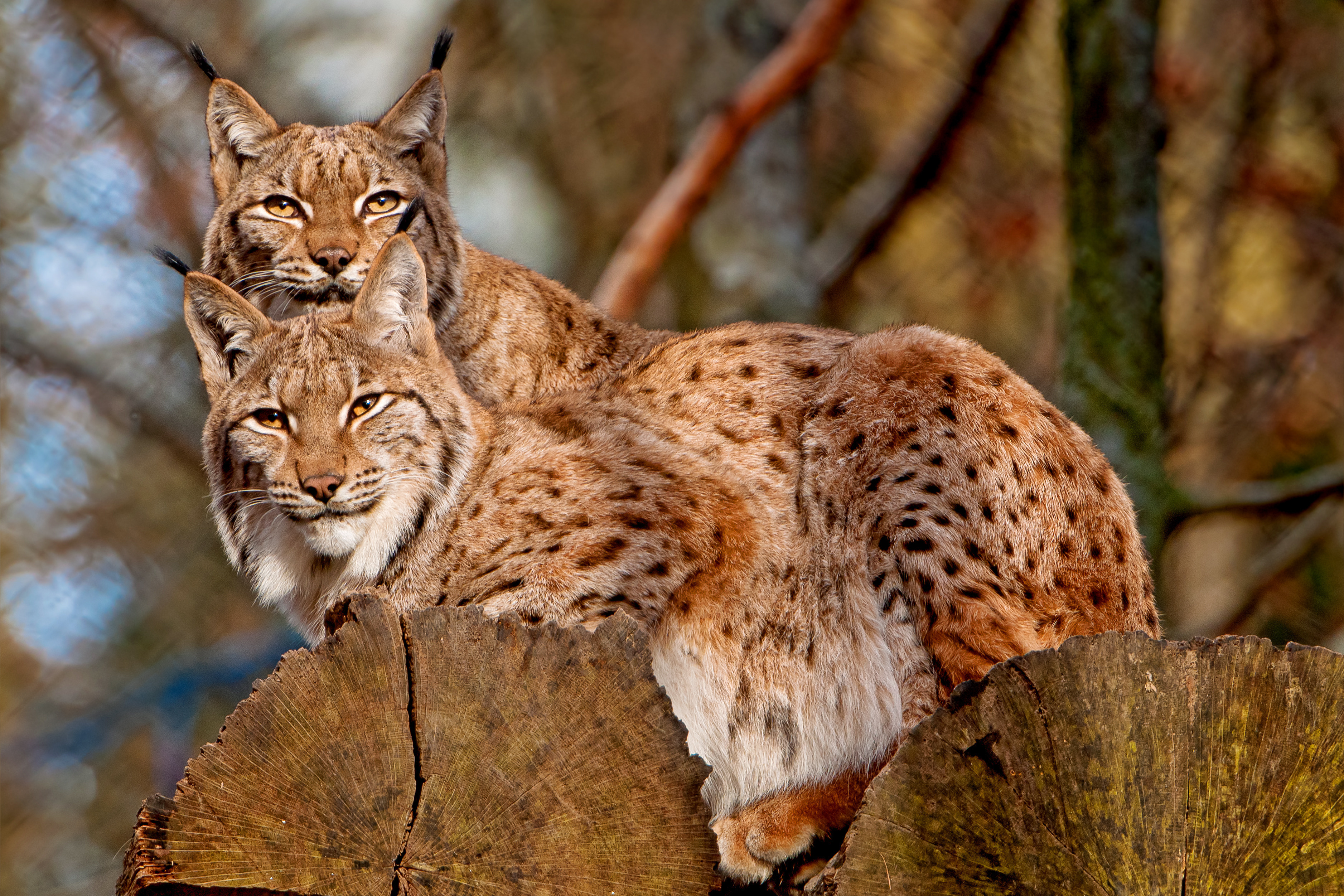 Animals Mammals Lynx Eurasian Lynx Wild Cat Trunks Log Depth Of Field Cats Big Cats Feline 3754x2503